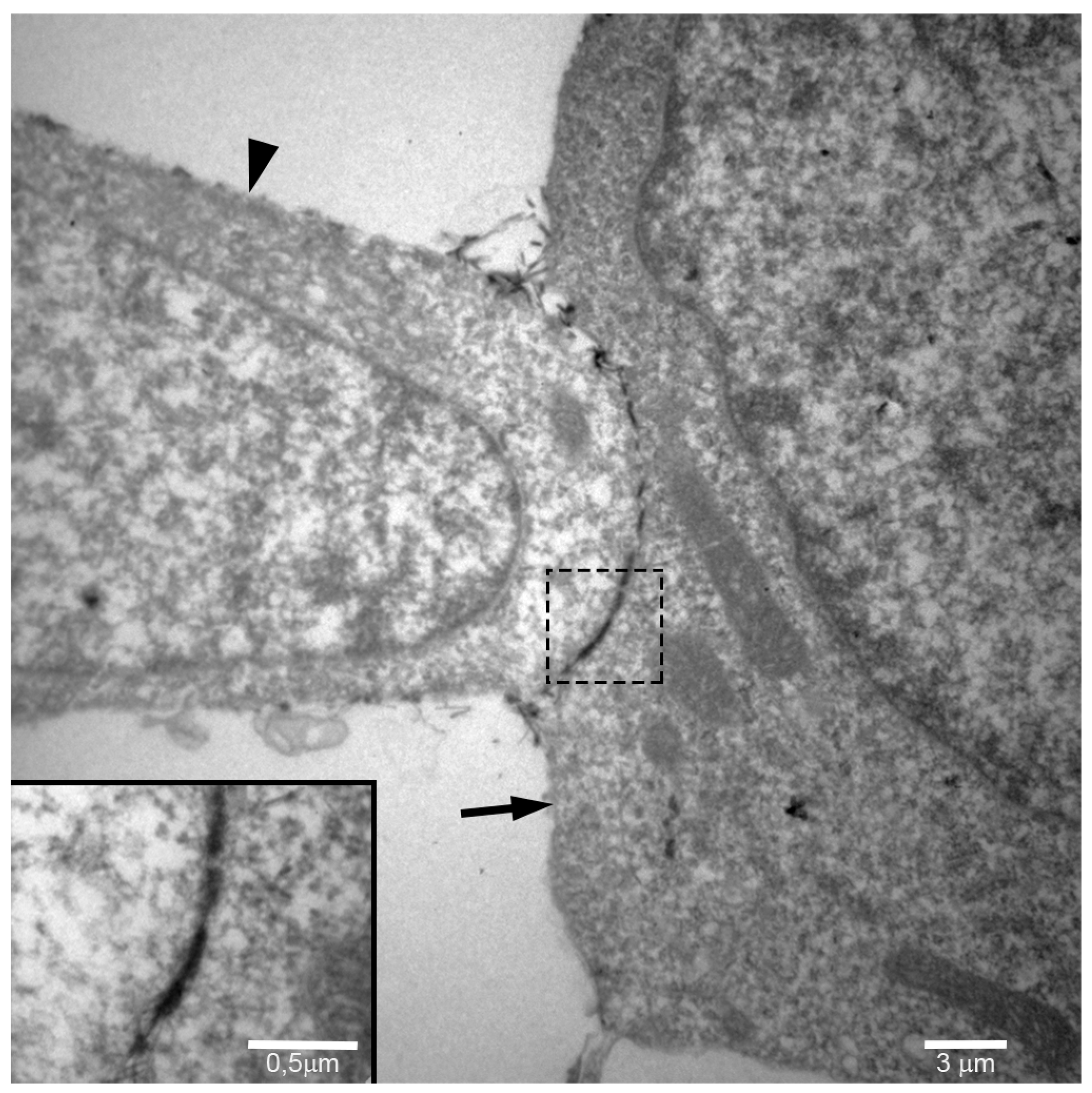 Ijms 18 02674 g006 Ijms 18 02674 g006