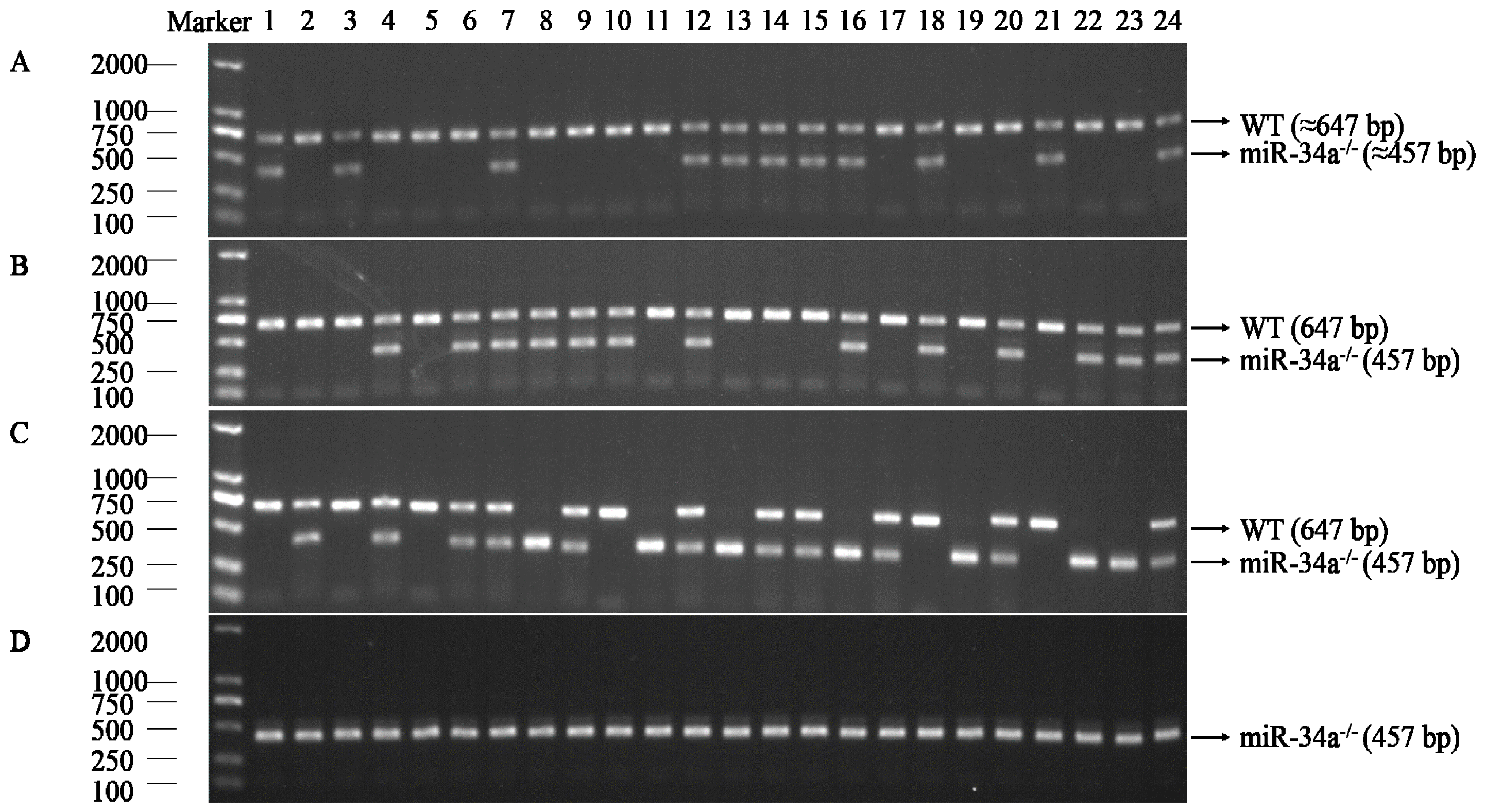 Ijms 18 02676 g003