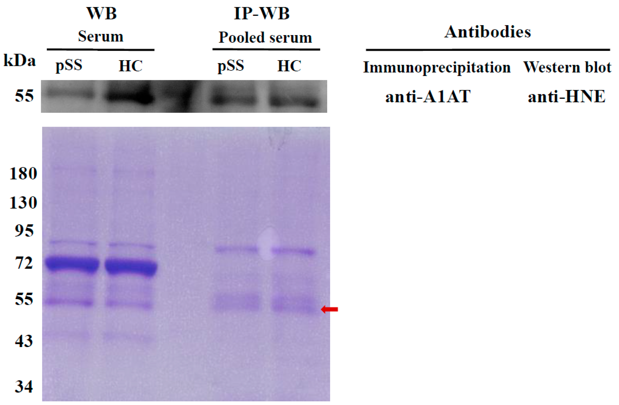 Ijms 18 02750 g002 Ijms 18 02750 g002