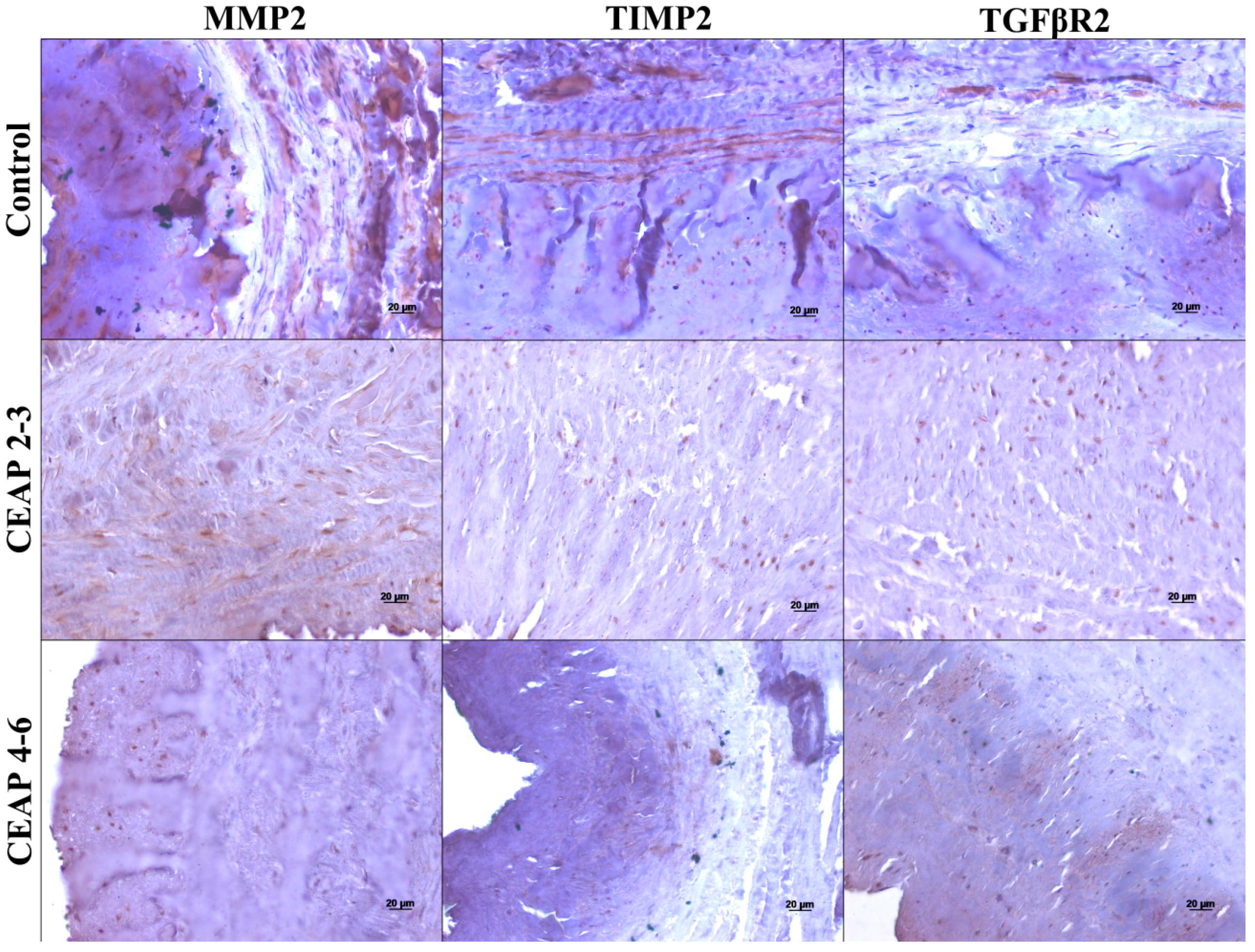 Ijms 19 00006 g004