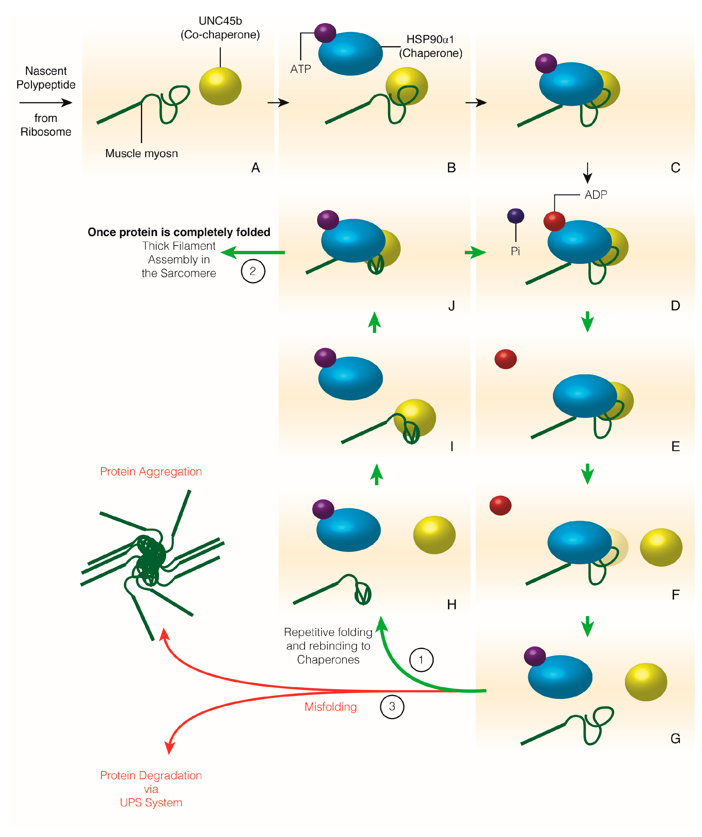 Ijms 19 00032 g002 Ijms 19 00032 g002