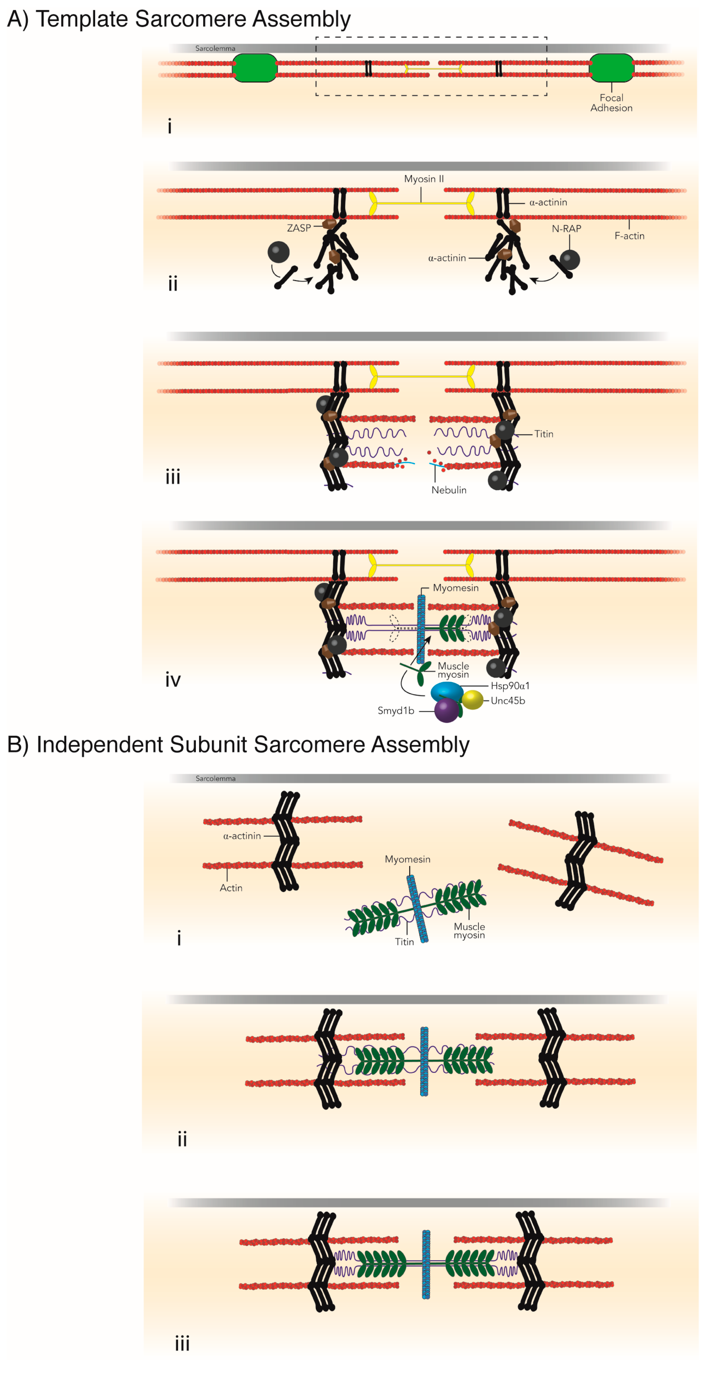 Ijms 19 00032 g004 Ijms 19 00032 g004