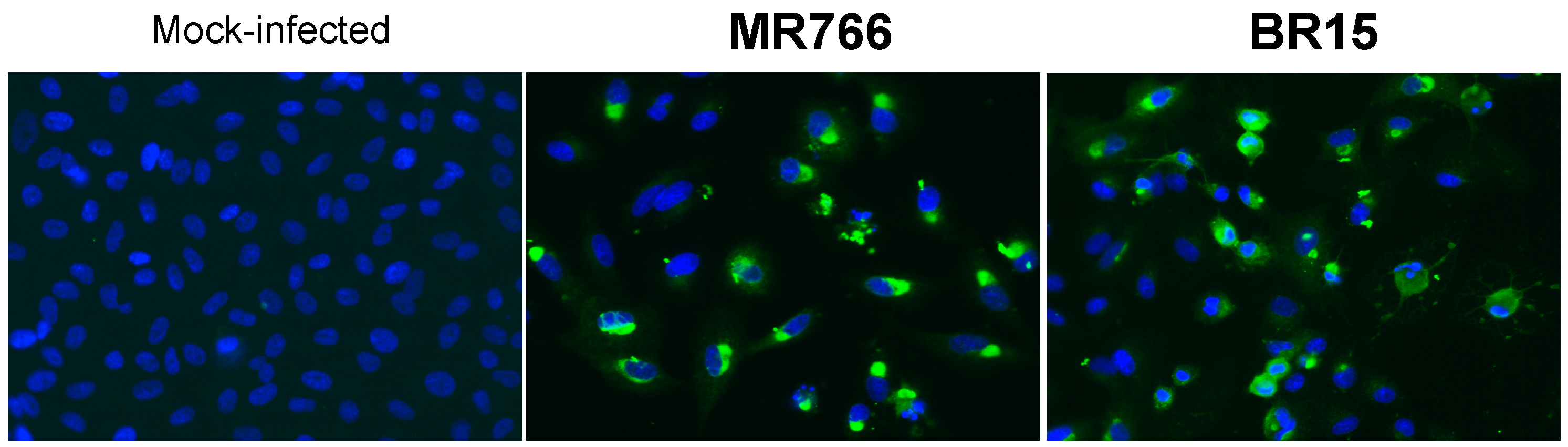 Ijms 19 00038 g007 Ijms 19 00038 g007