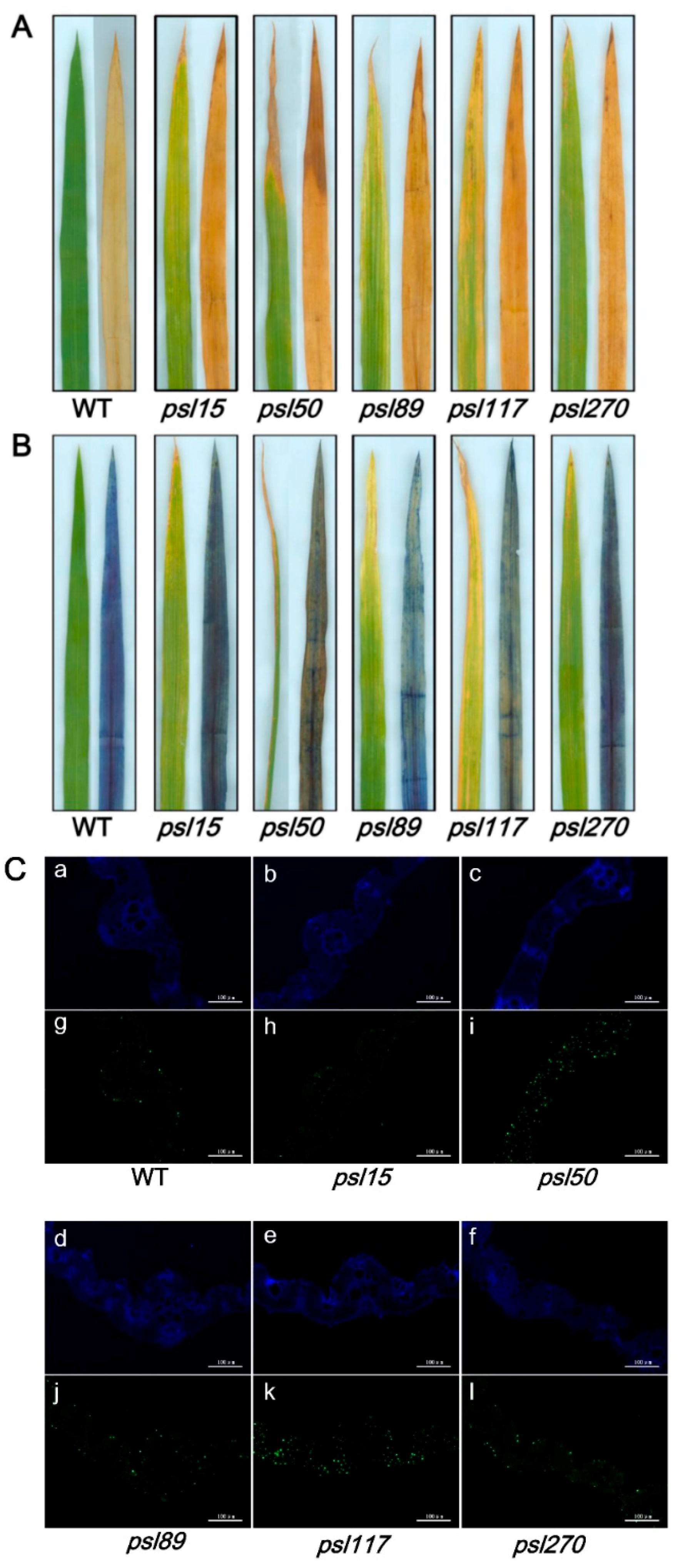 Ijms 19 00140 g005