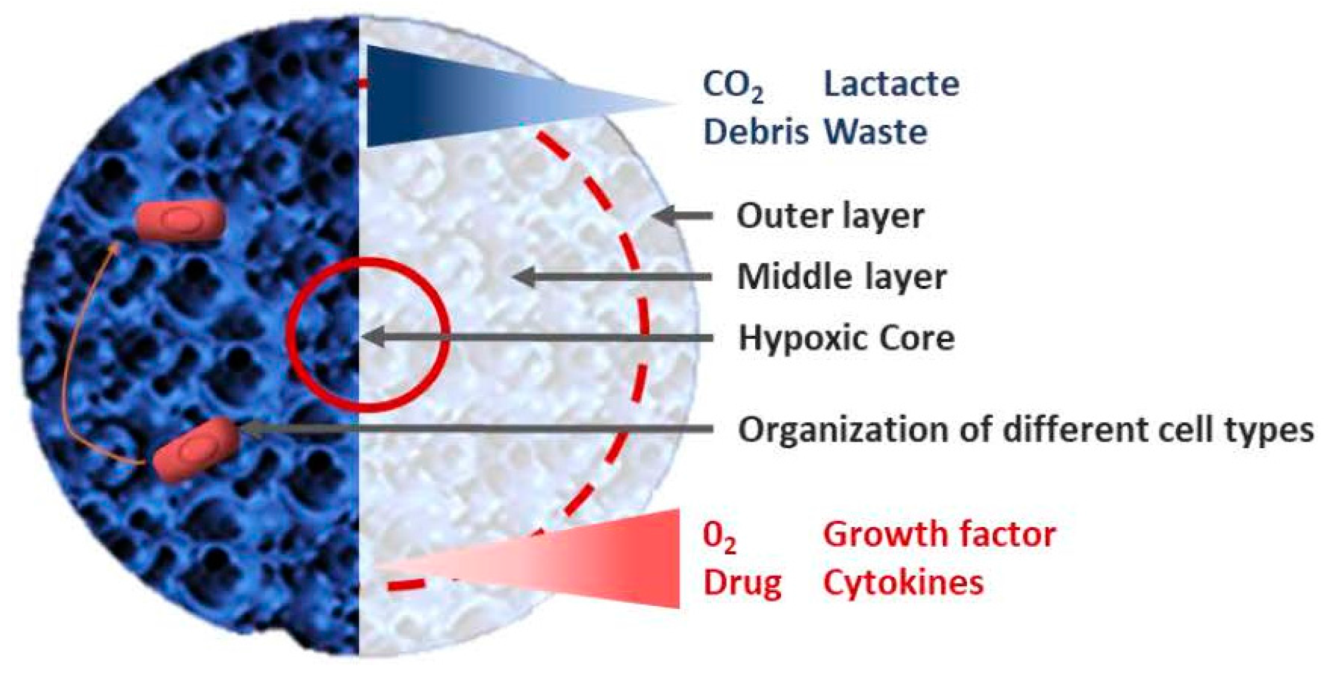 Ijms 19 00181 g004 Ijms 19 00181 g004