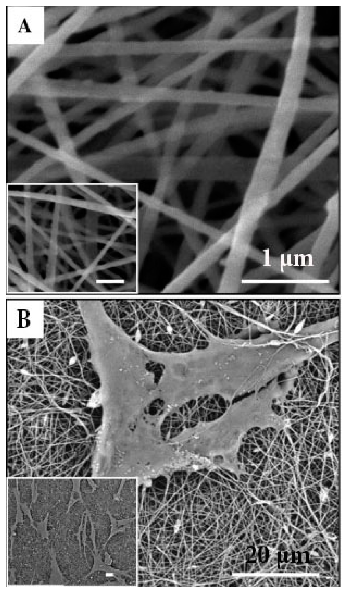 Ijms 19 00407 g007