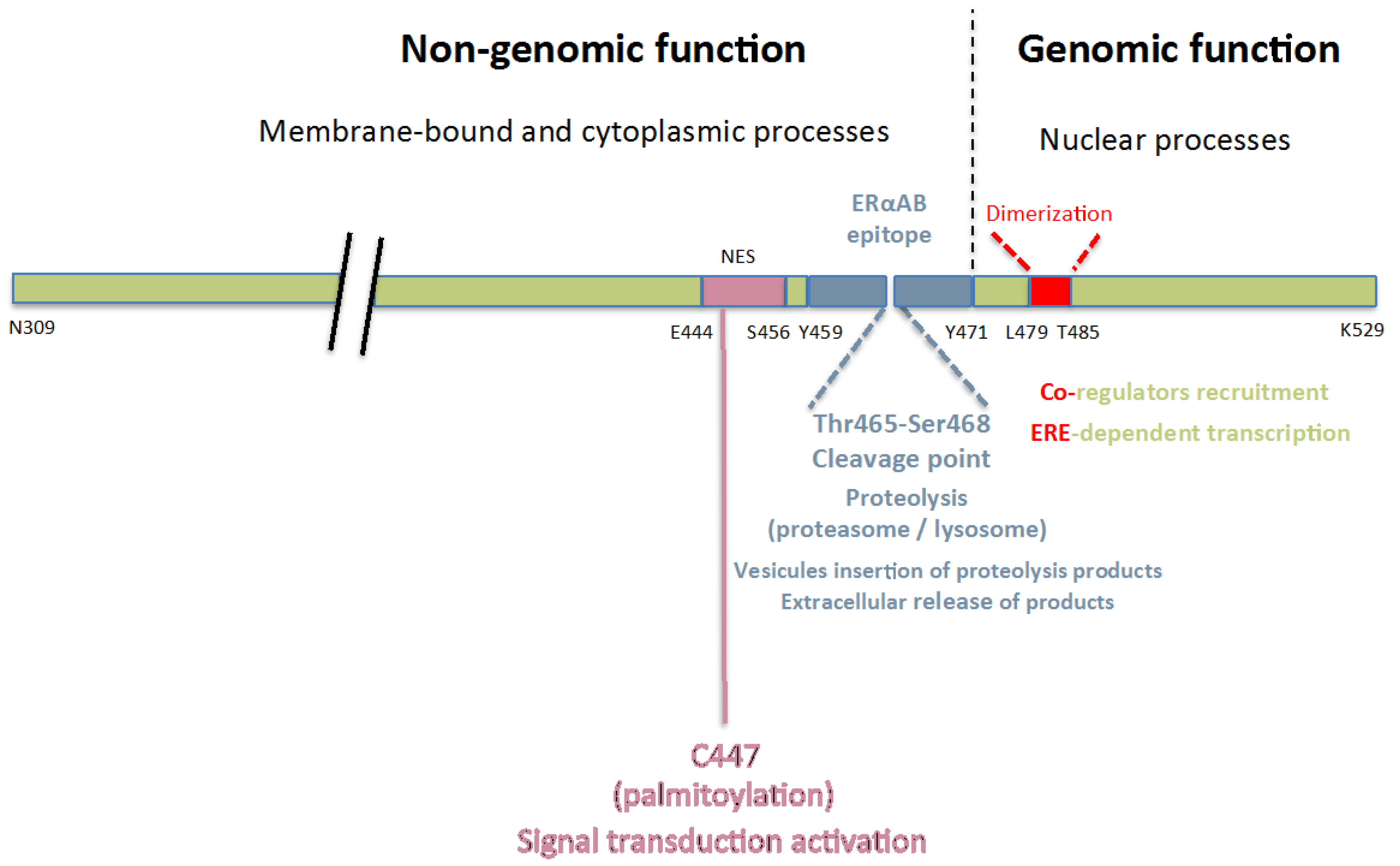 Ijms 19 00411 g001 Ijms 19 00411 g001