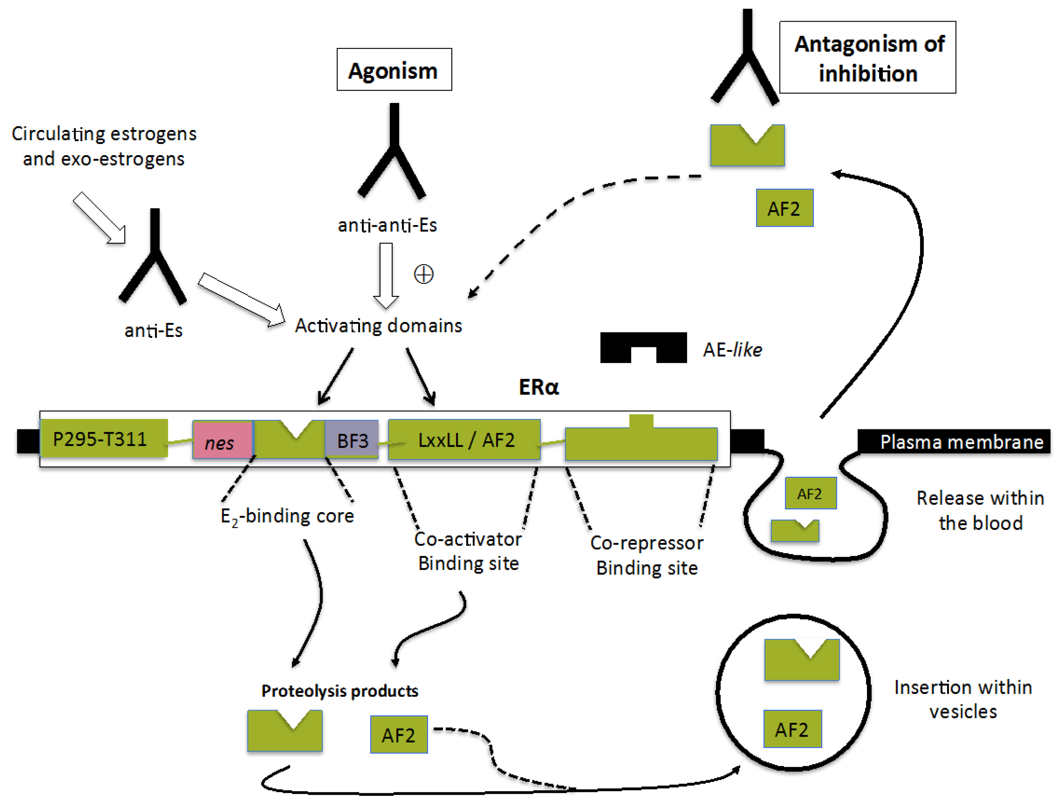 Ijms 19 00411 g003 Ijms 19 00411 g003