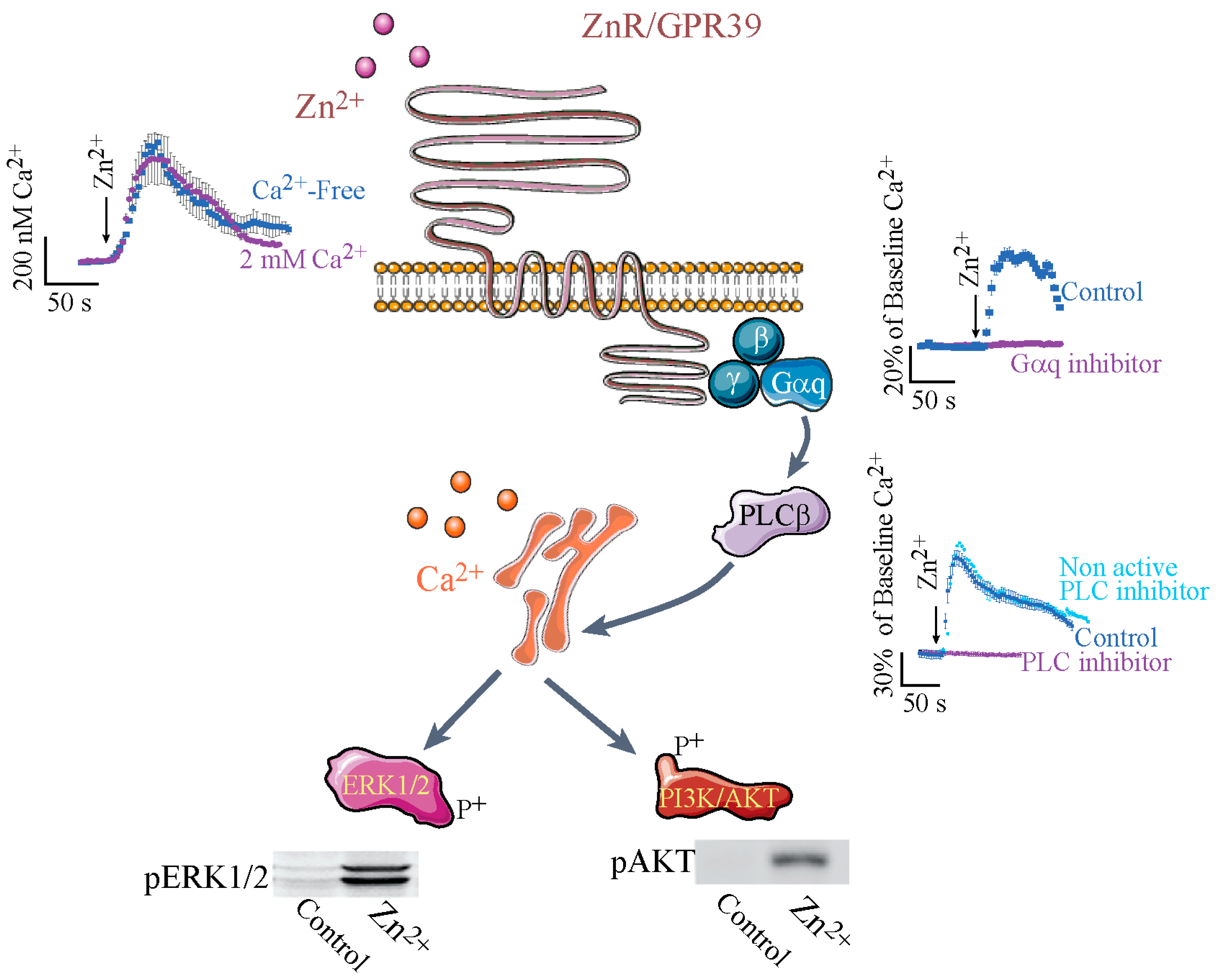 Ijms 19 00439 g001 Ijms 19 00439 g001