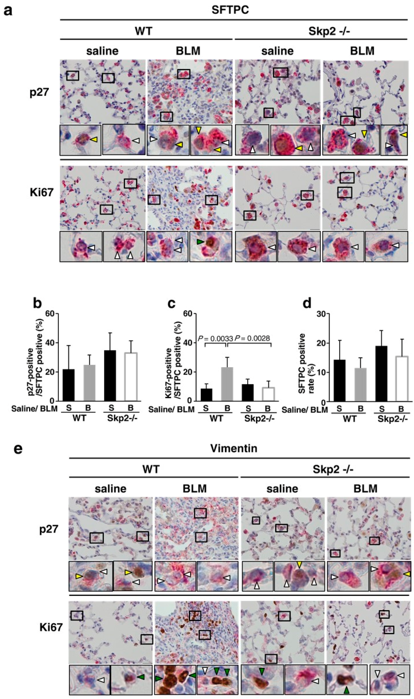 Ijms 19 00474 g004a Ijms 19 00474 g004a
