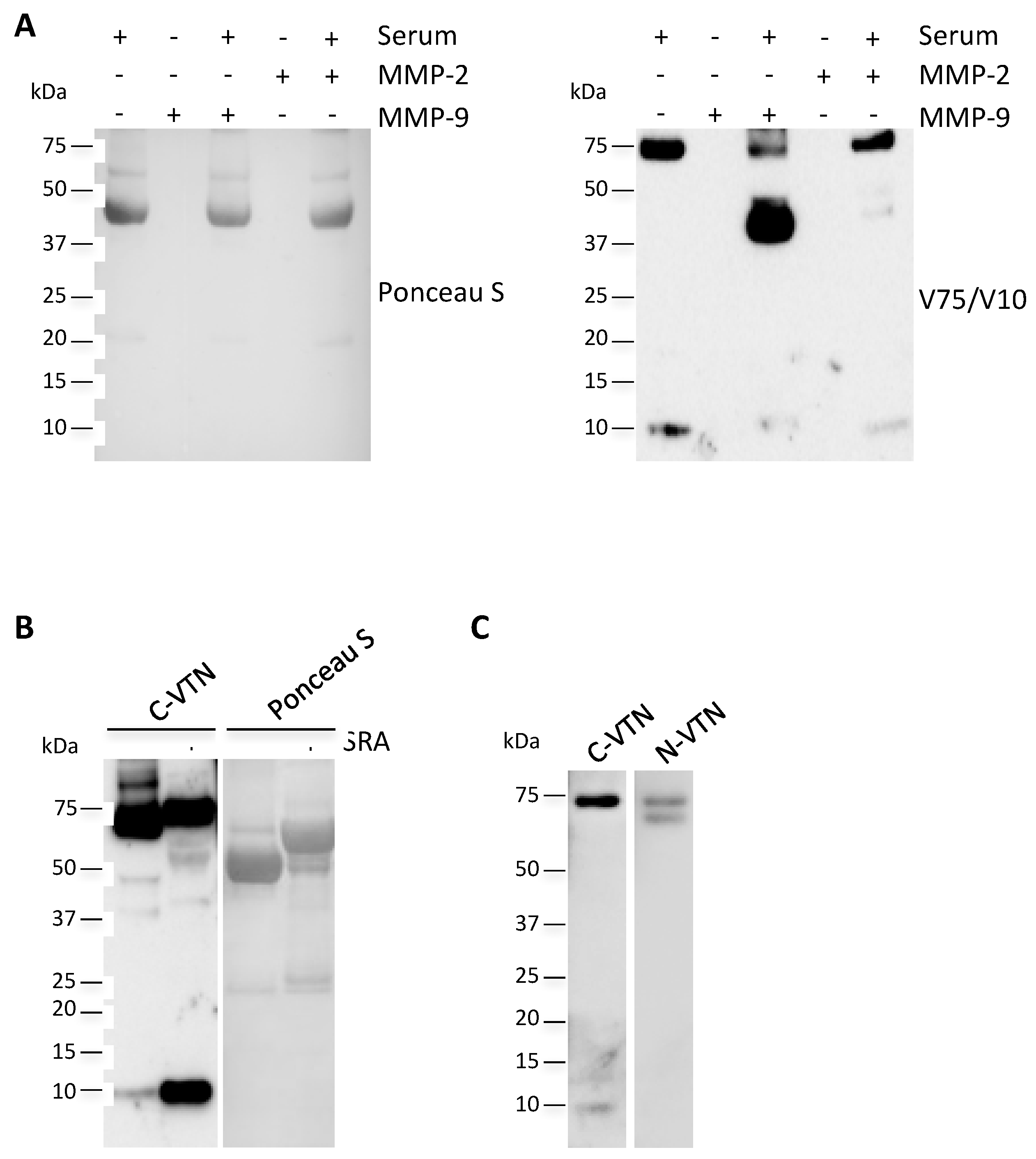 Ijms 19 00603 g004