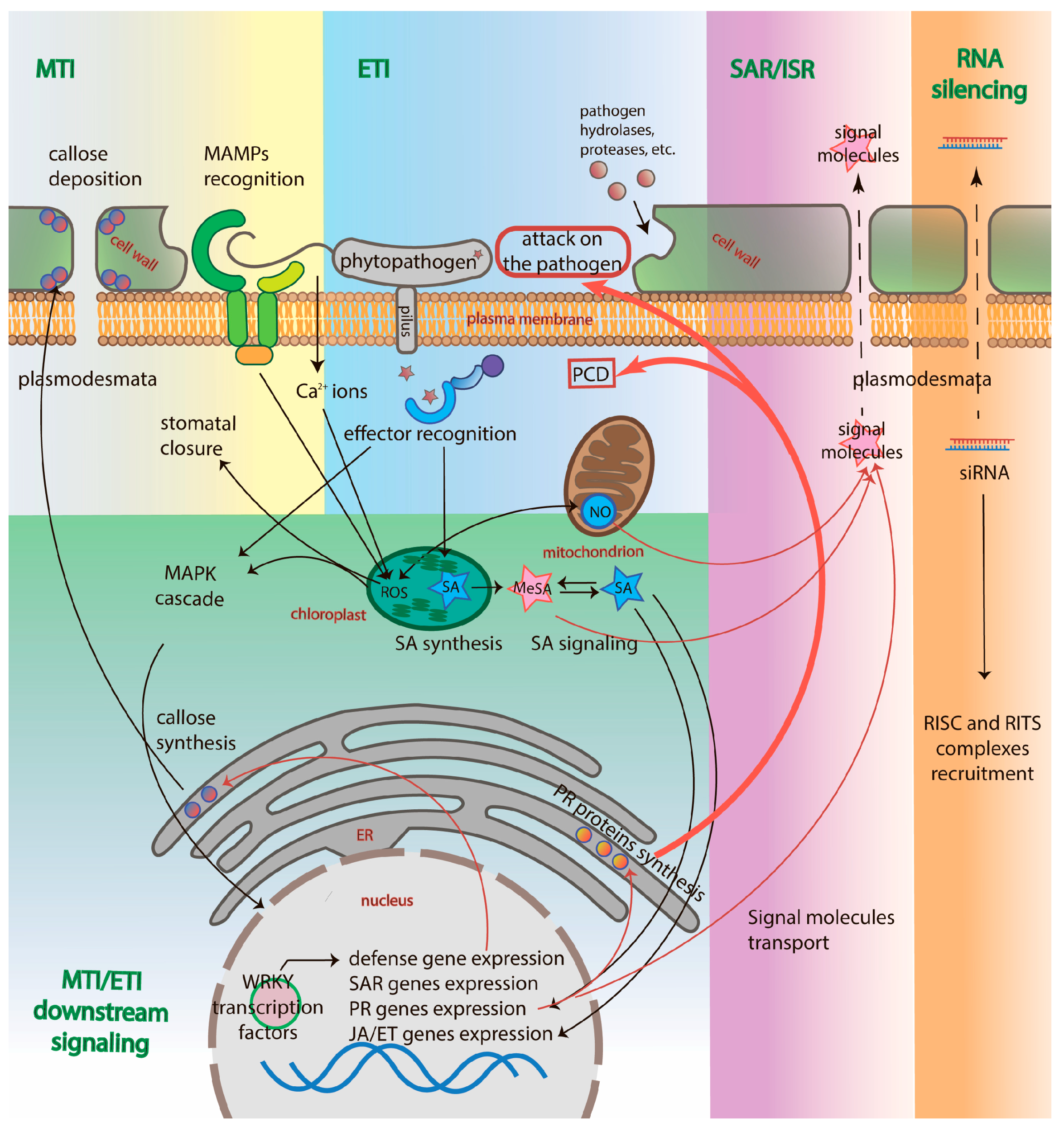 Ijms 19 00629 g001 Ijms 19 00629 g001