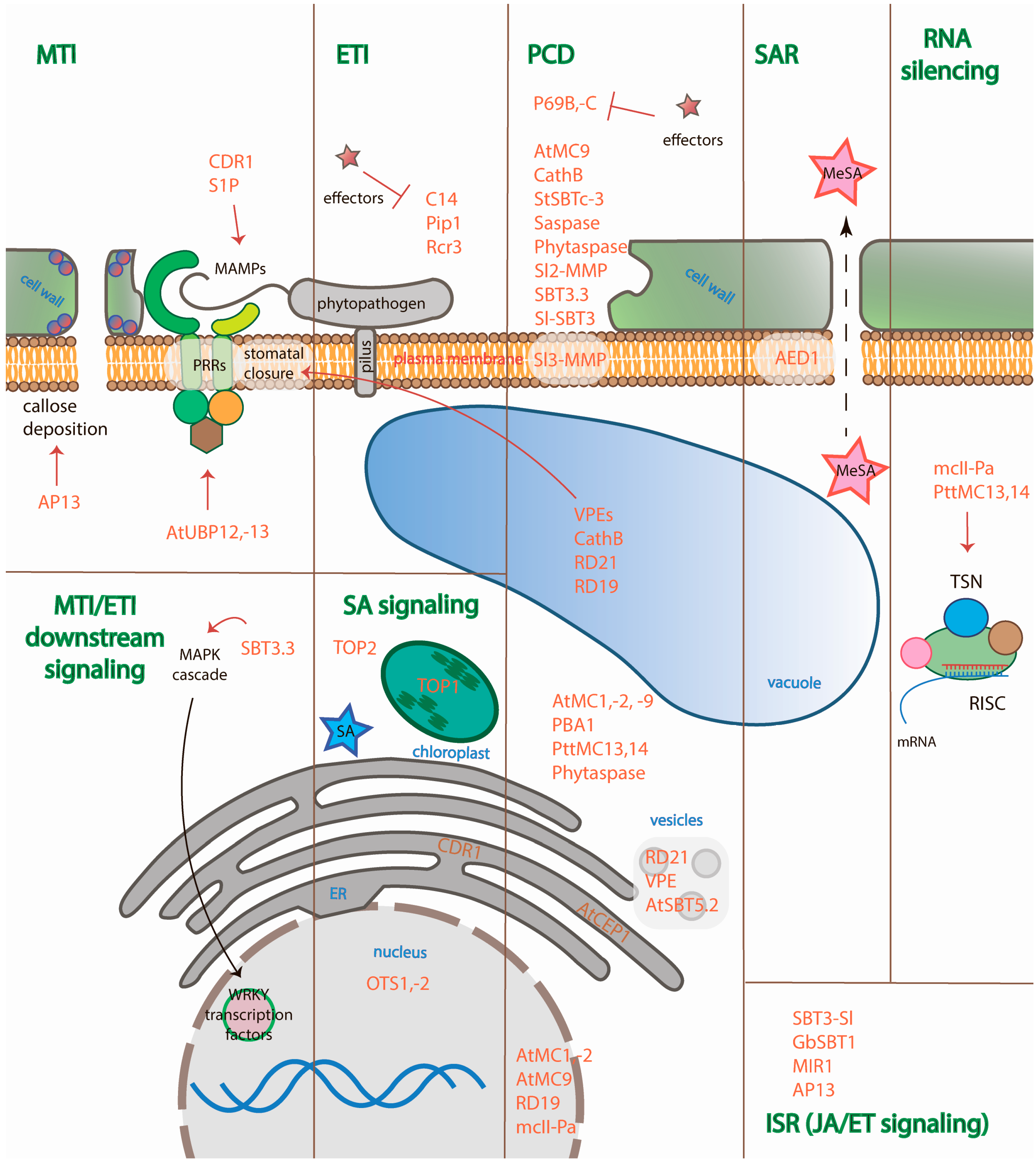 Ijms 19 00629 g003 Ijms 19 00629 g003