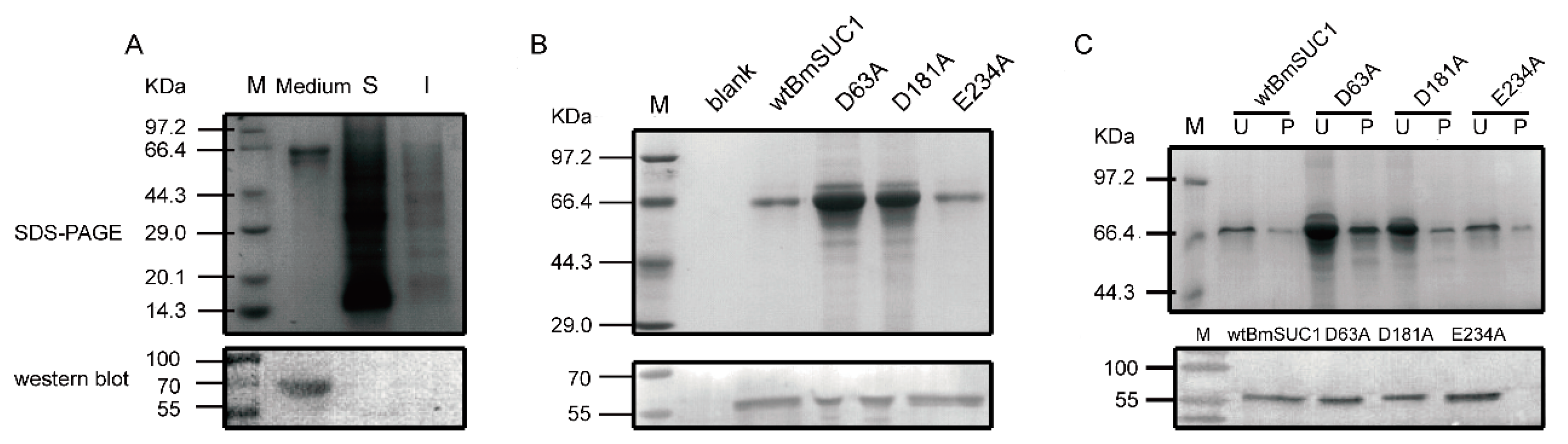 Ijms 19 00683 g002 Ijms 19 00683 g002