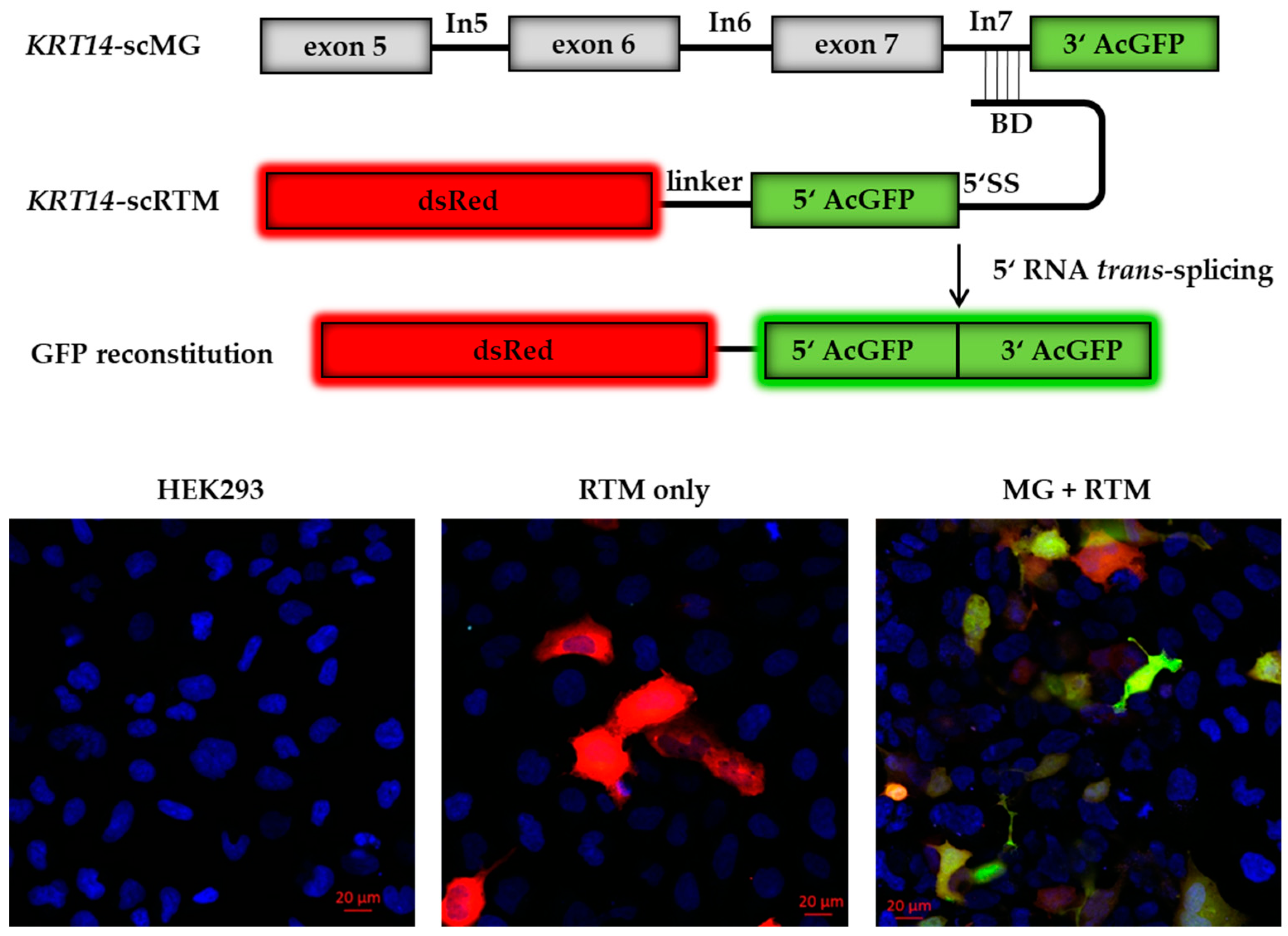 Ijms 19 00762 g002