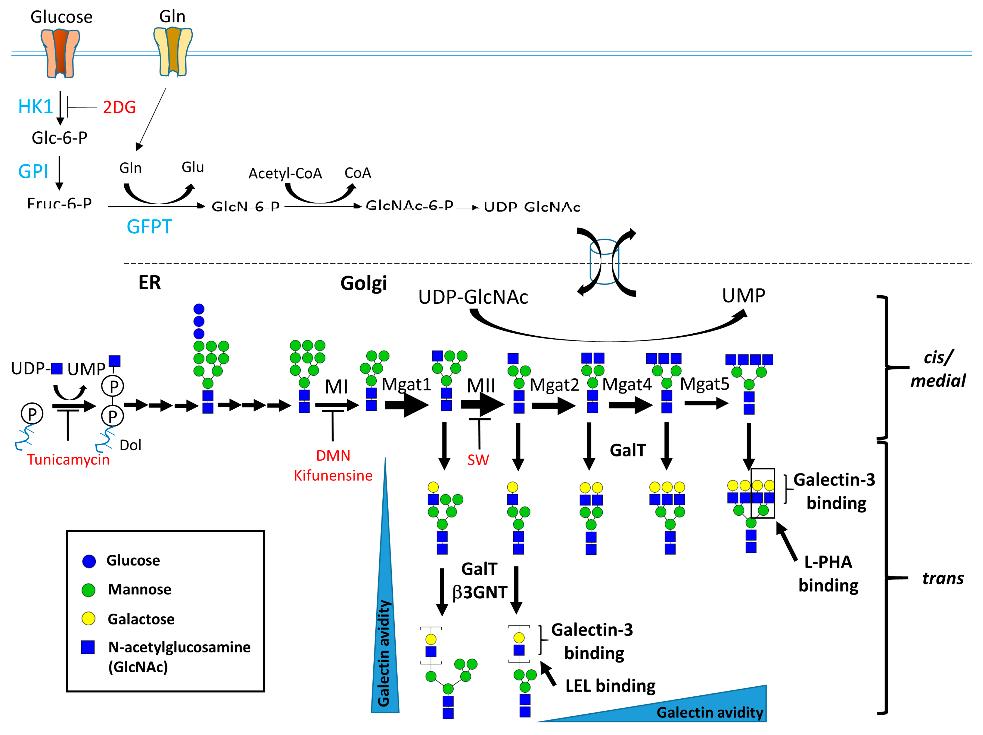 Ijms 19 00780 g001 Ijms 19 00780 g001