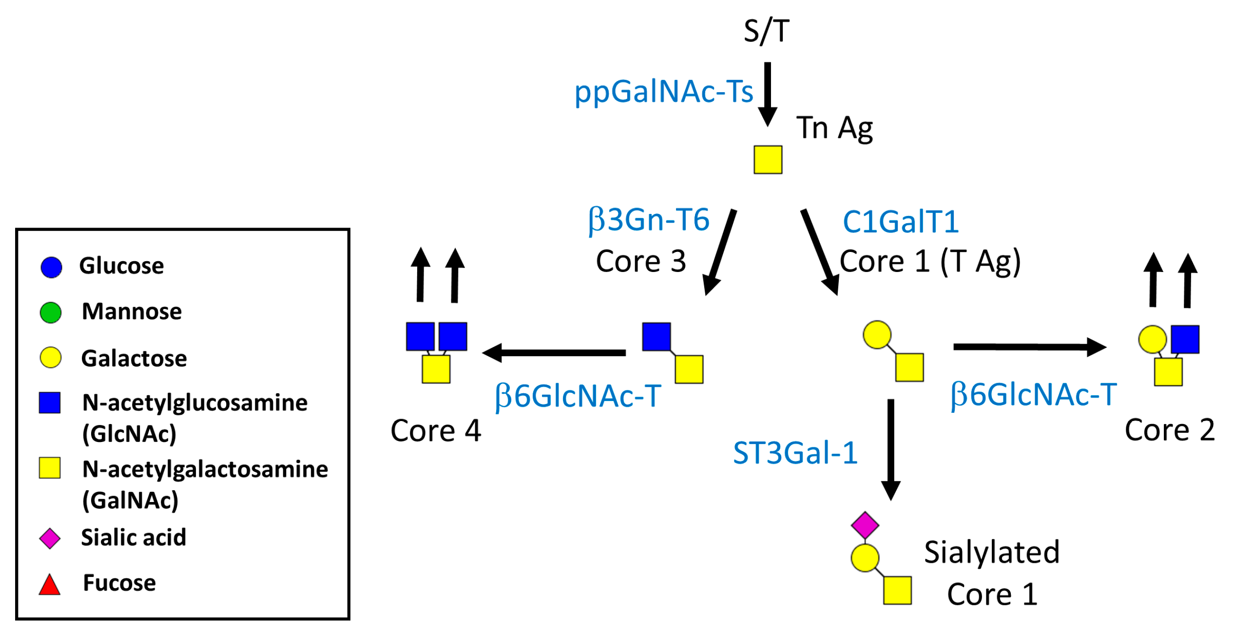 Ijms 19 00780 g002 Ijms 19 00780 g002