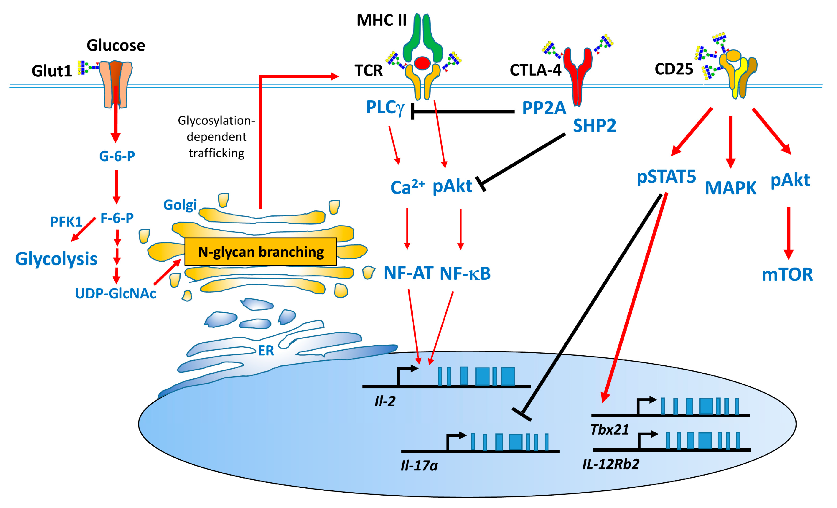 Ijms 19 00780 g003 Ijms 19 00780 g003