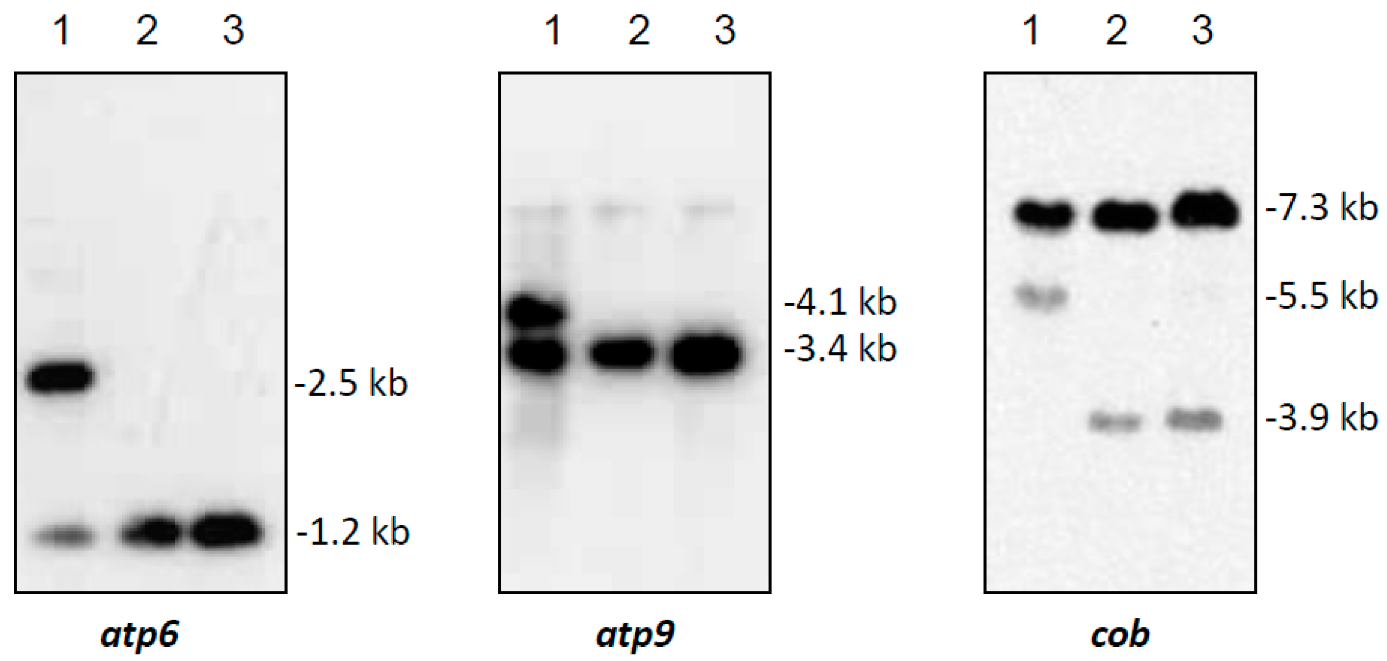 Ijms 19 00806 g002 Ijms 19 00806 g002