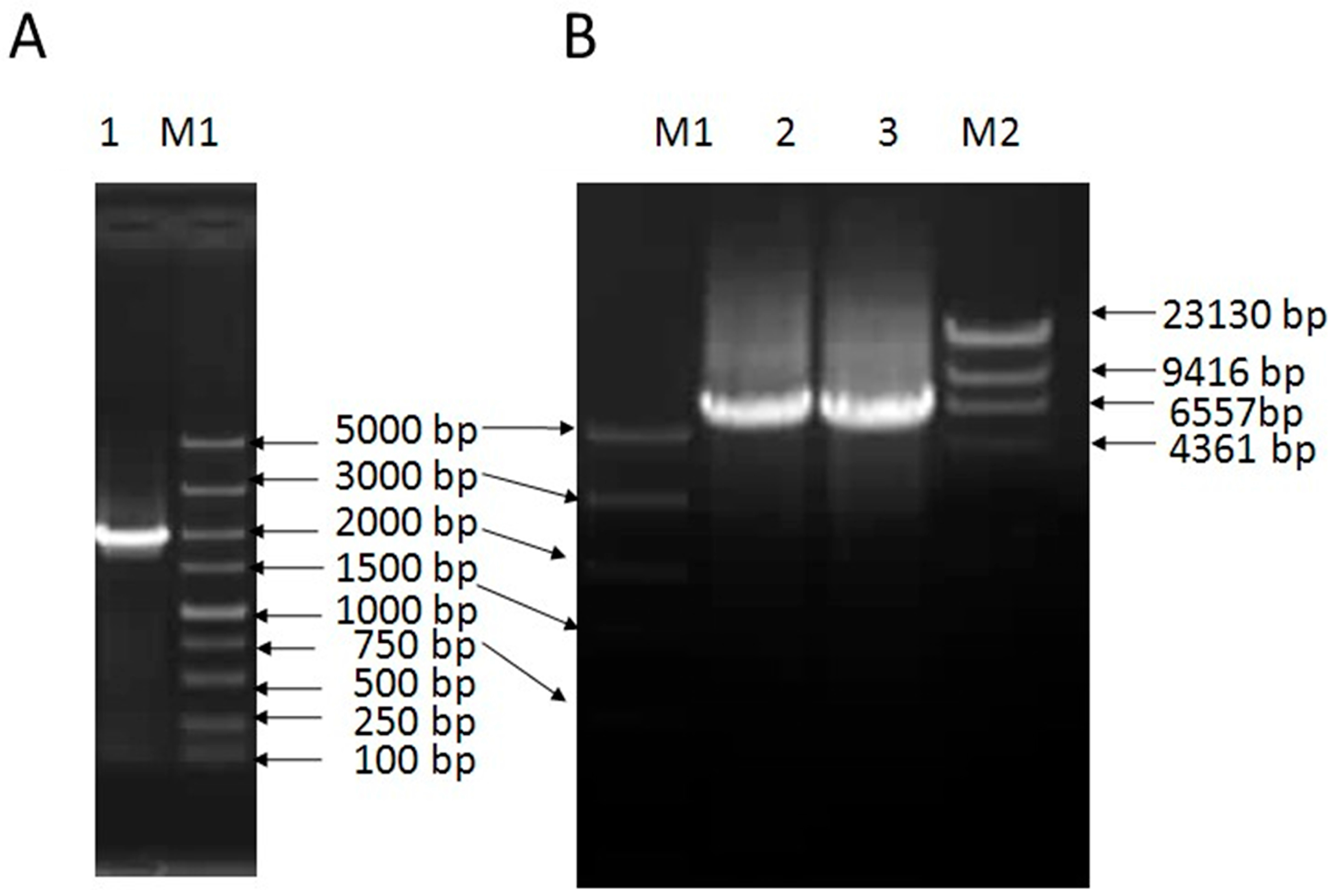 Ijms 19 00940 g001