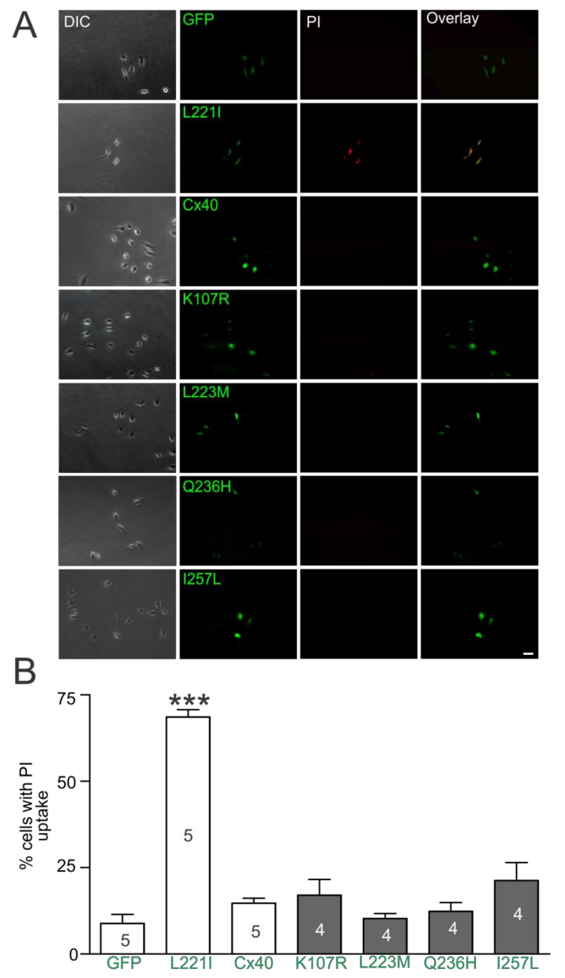 Ijms 19 00977 g007