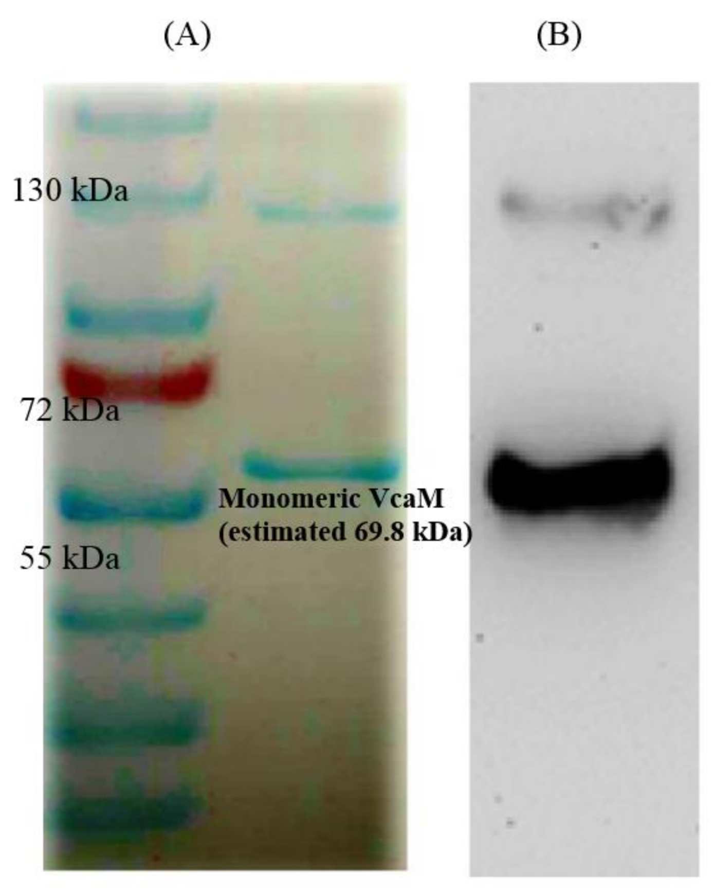 Ijms 19 01000 g001 Ijms 19 01000 g001