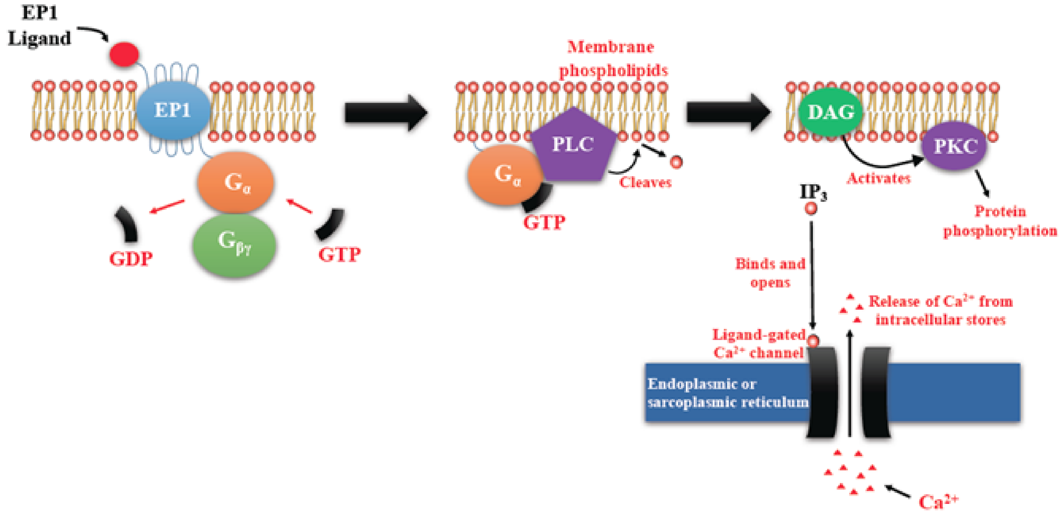 Ijms 19 01019 g003 Ijms 19 01019 g003