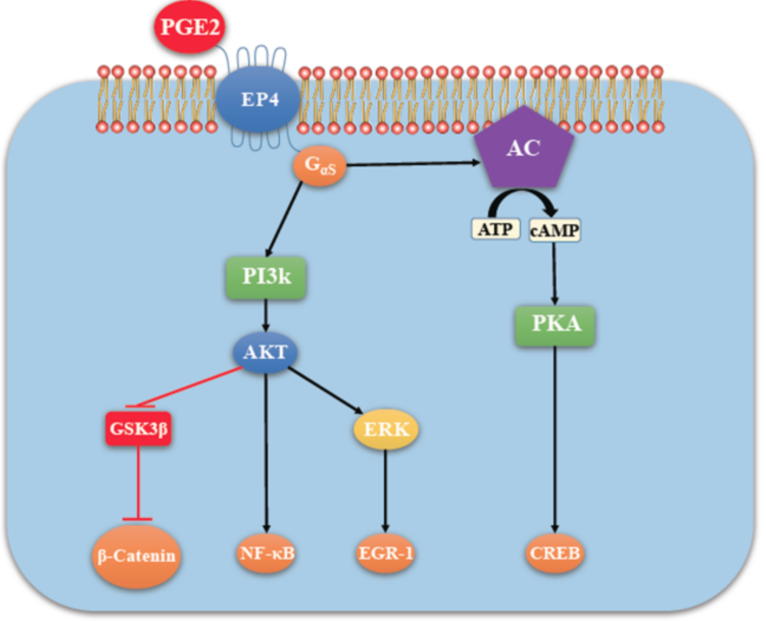 Ijms 19 01019 g005 Ijms 19 01019 g005