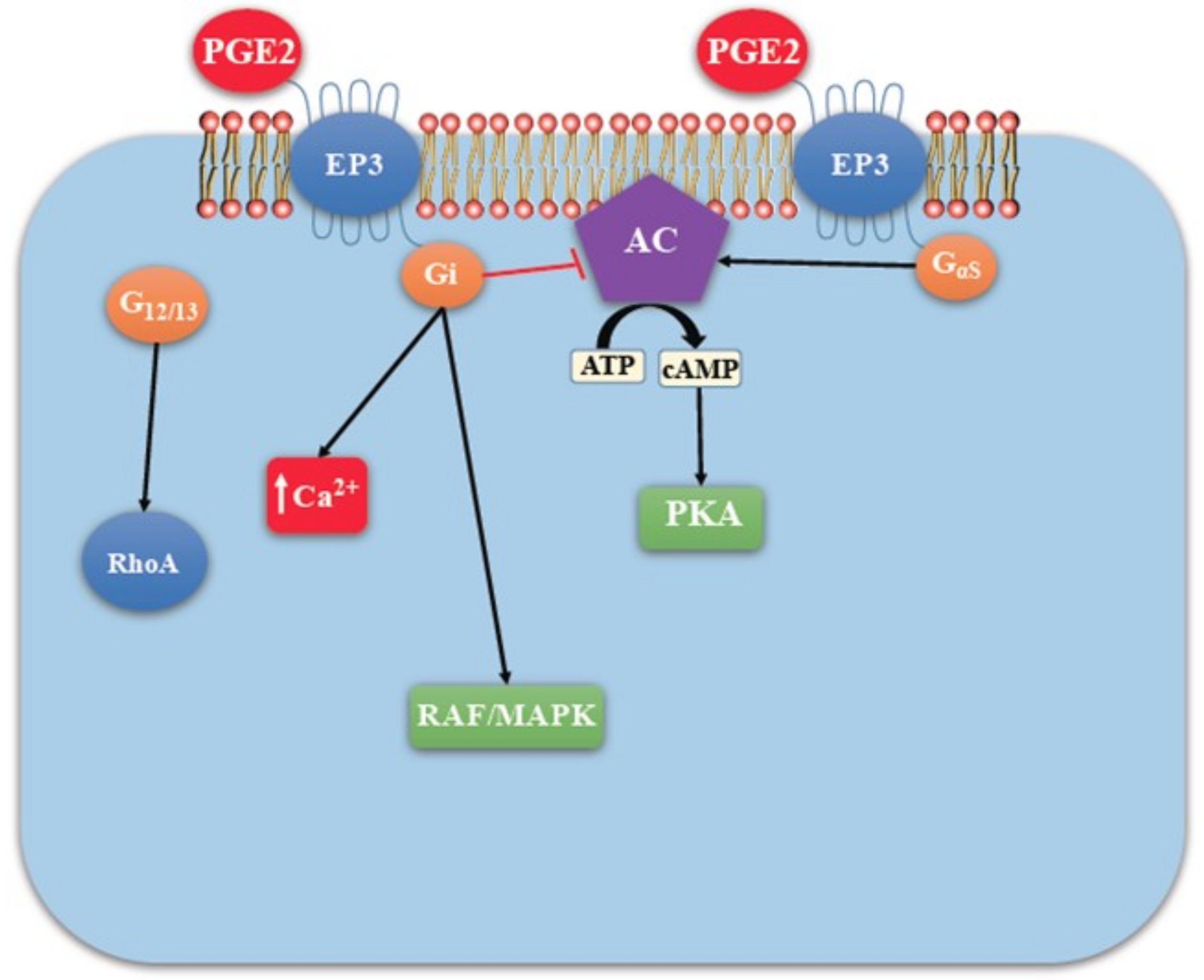 Ijms 19 01019 g006 Ijms 19 01019 g006