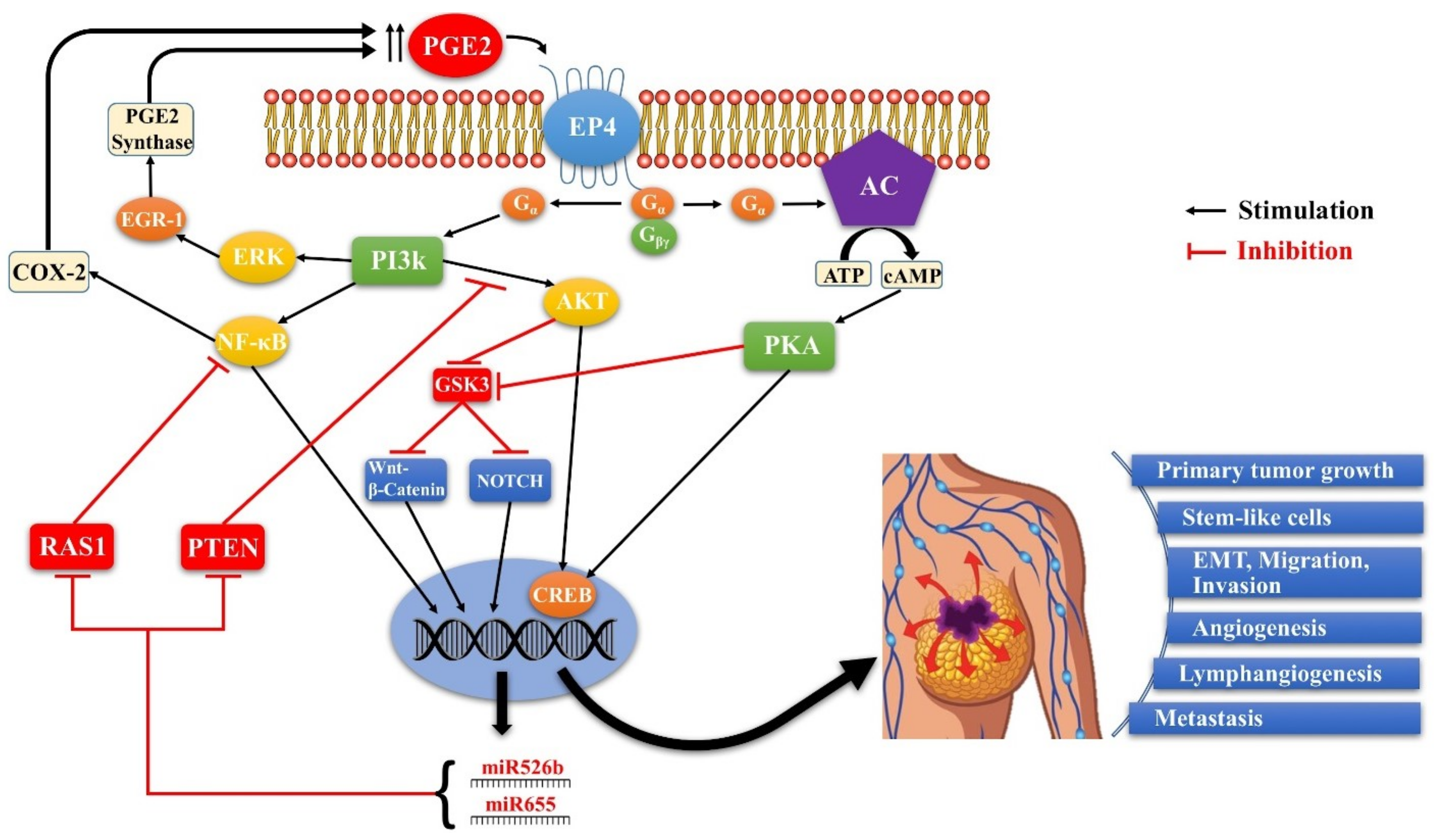 Ijms 19 01019 g008 Ijms 19 01019 g008