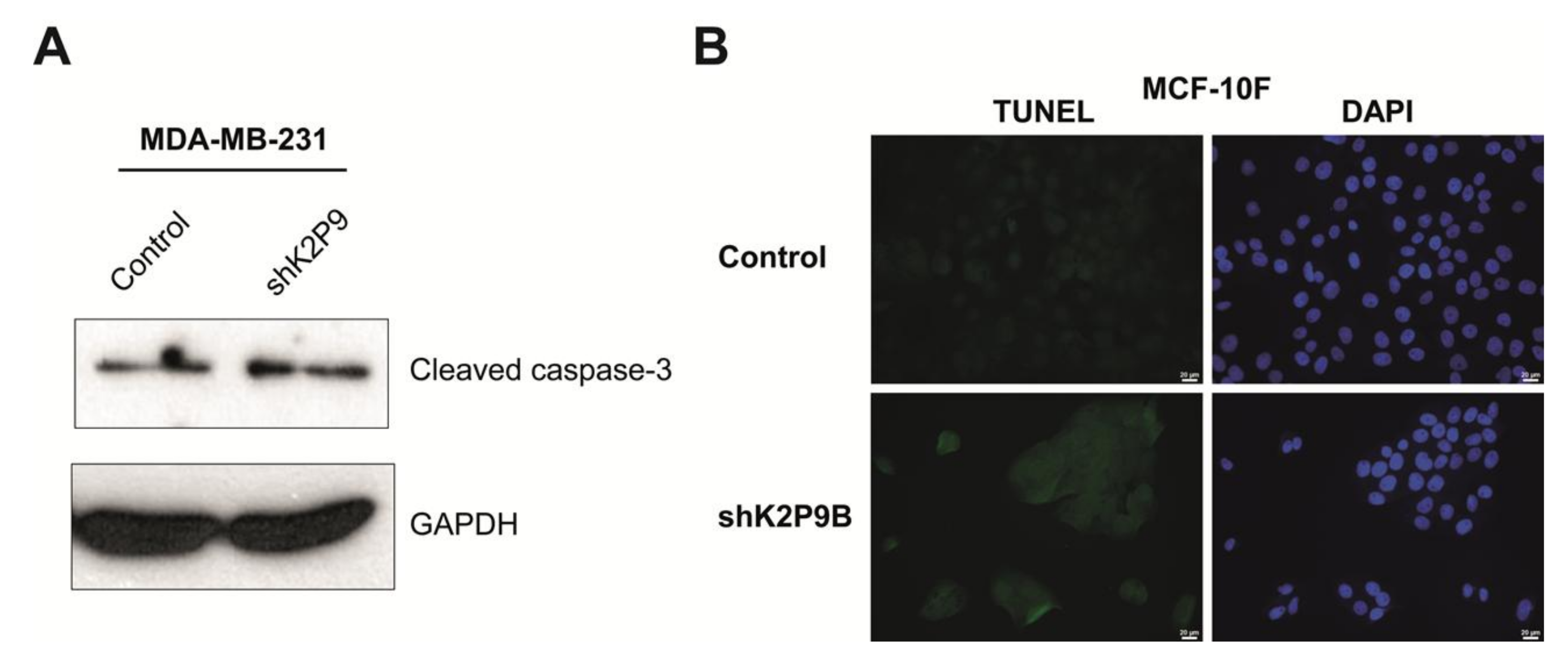 Ijms 19 01033 g005 Ijms 19 01033 g005