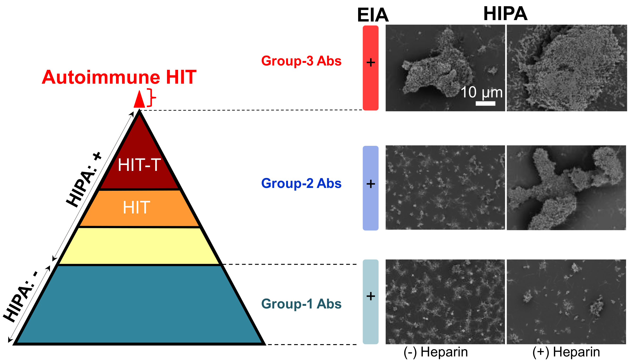 Ijms 19 01054 g002 Ijms 19 01054 g002