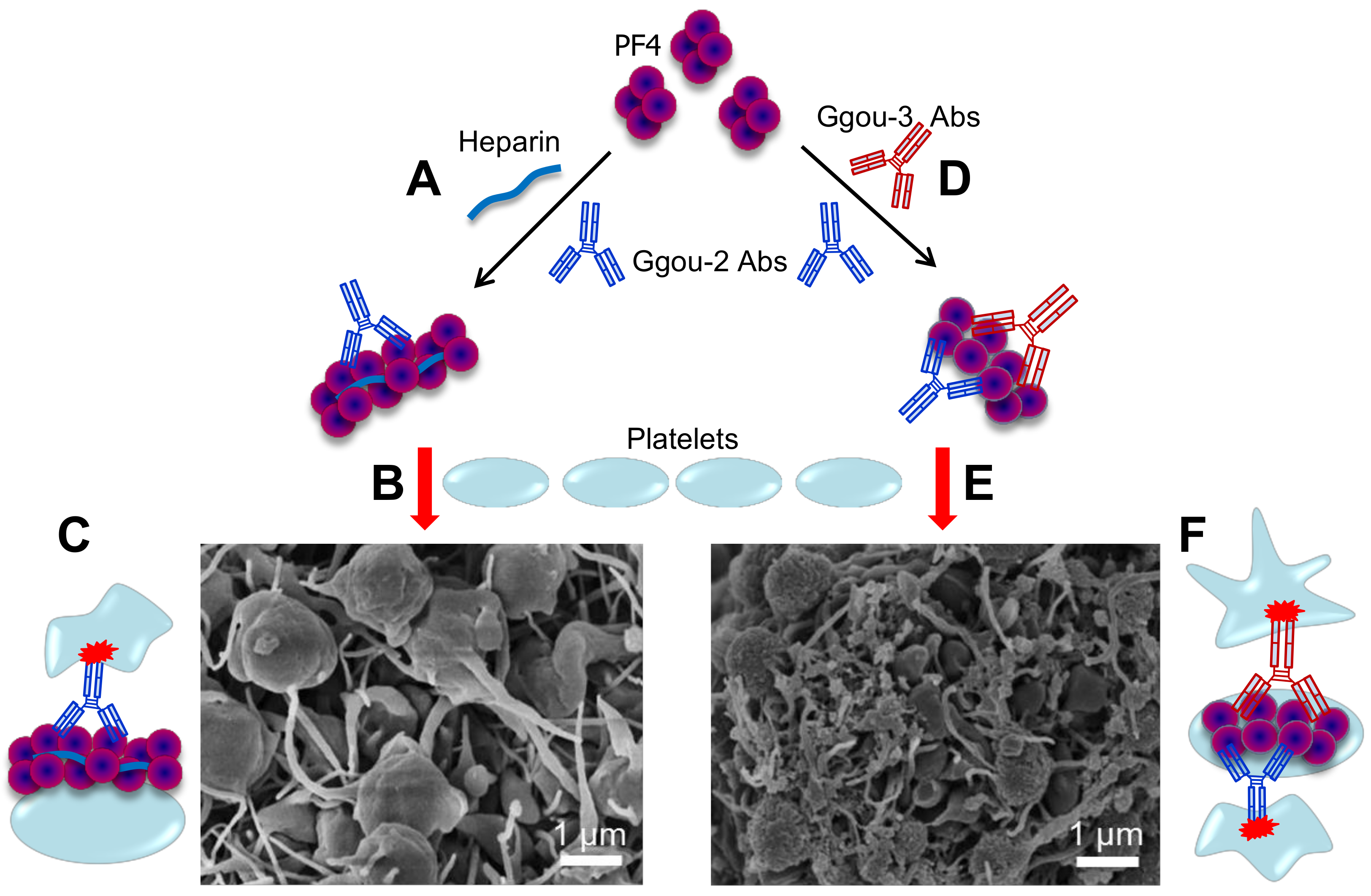 Ijms 19 01054 g005 Ijms 19 01054 g005