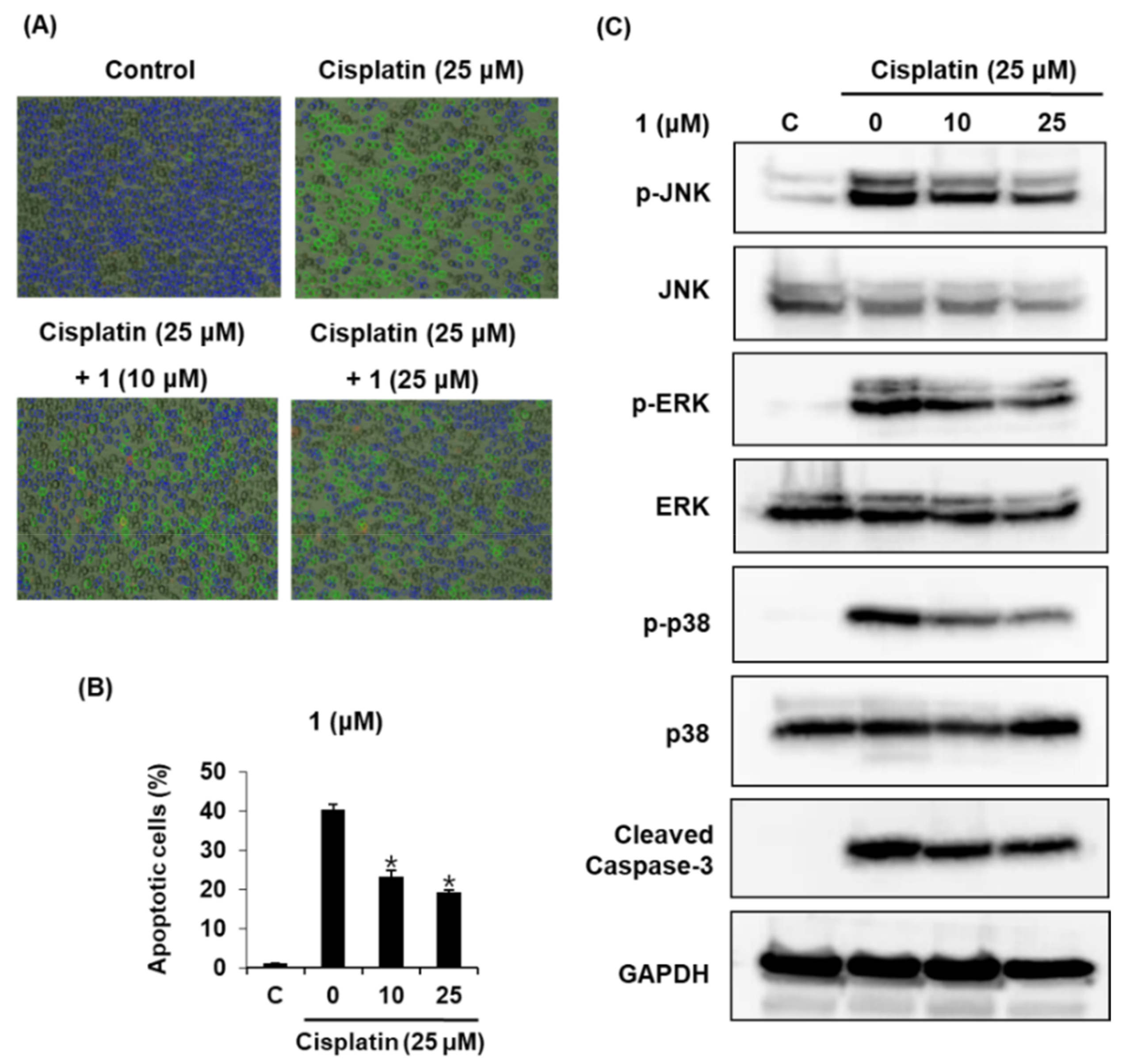 Ijms 19 01117 g003 Ijms 19 01117 g003