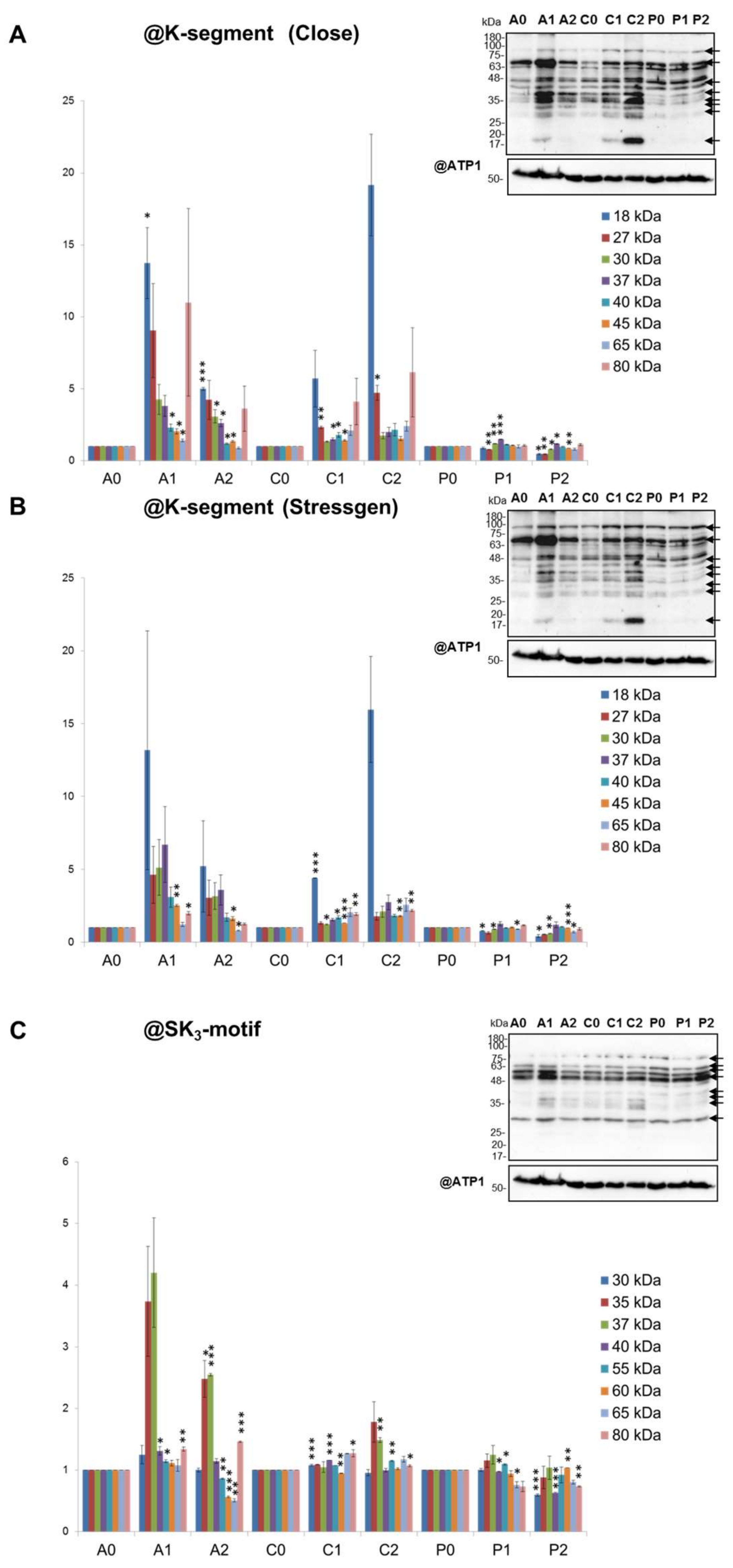 Ijms 19 01130 g005 Ijms 19 01130 g005