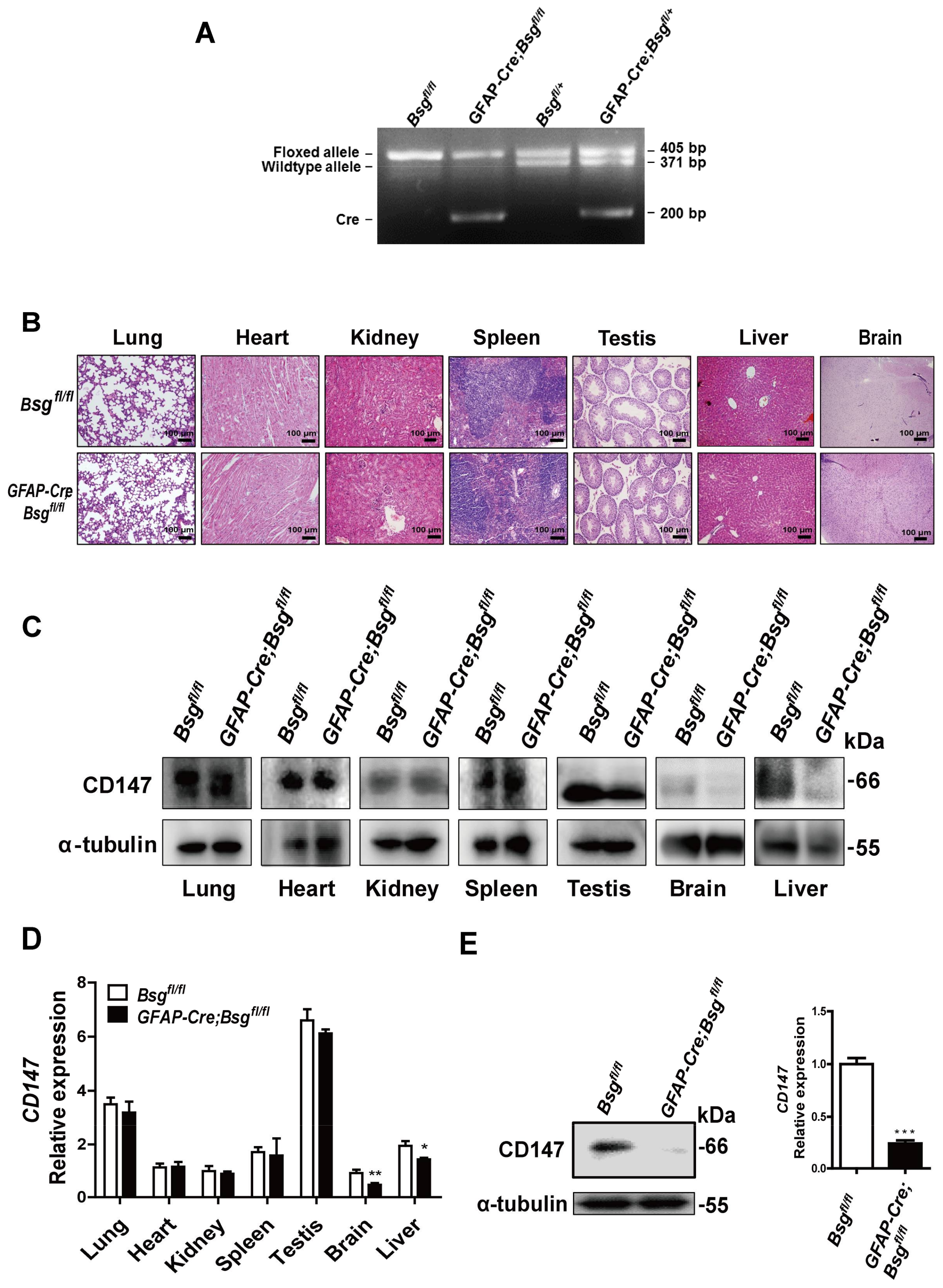 Ijms 19 01145 g003 Ijms 19 01145 g003