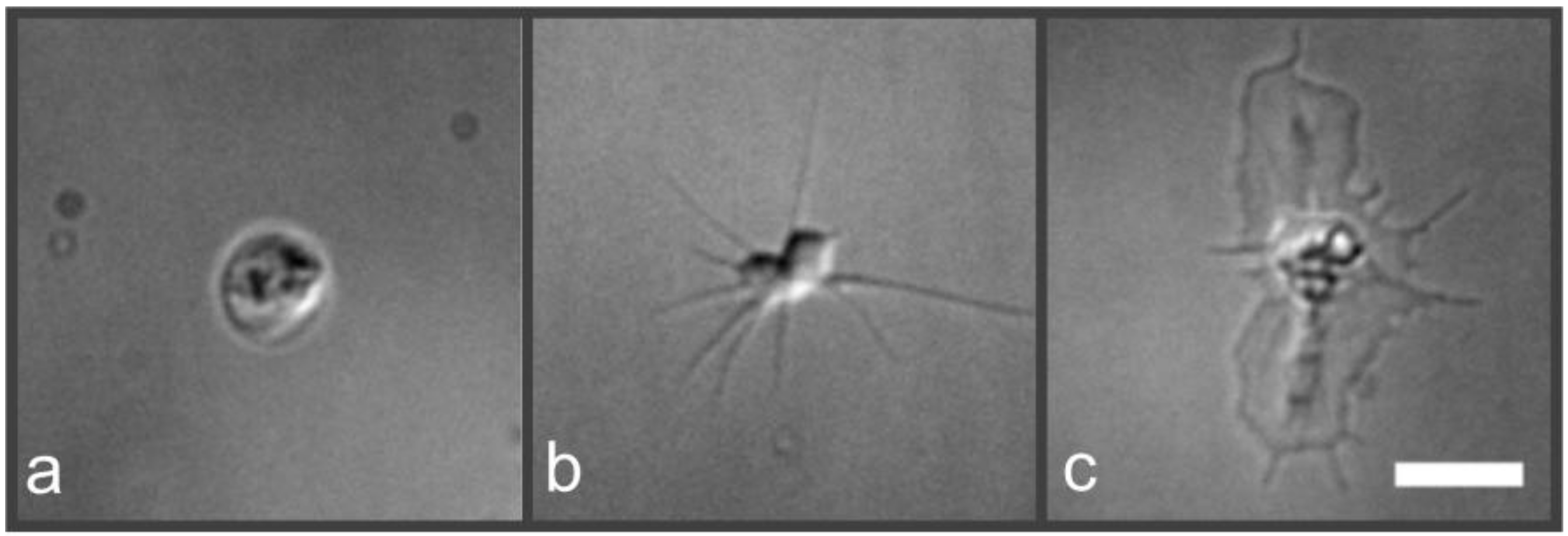 Ijms 19 01150 g001