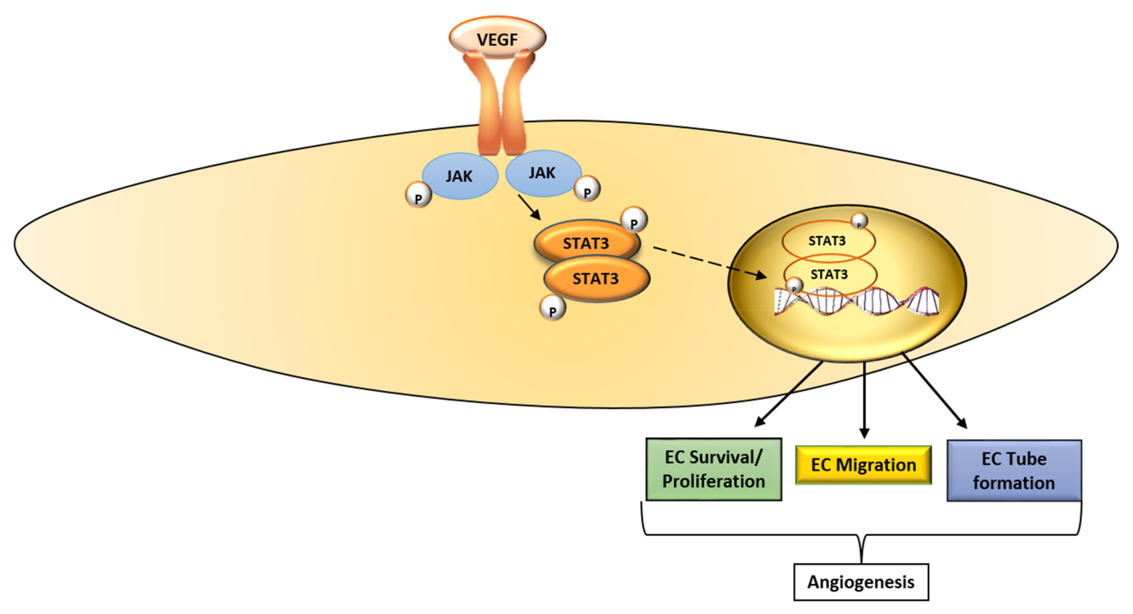 Ijms 19 01192 g002 Ijms 19 01192 g002