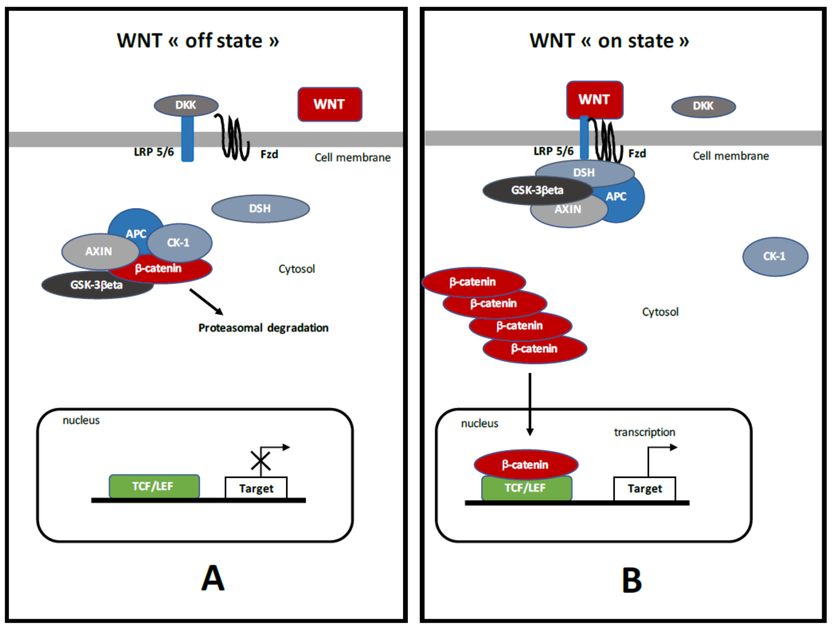 Ijms 19 01212 g001 Ijms 19 01212 g001