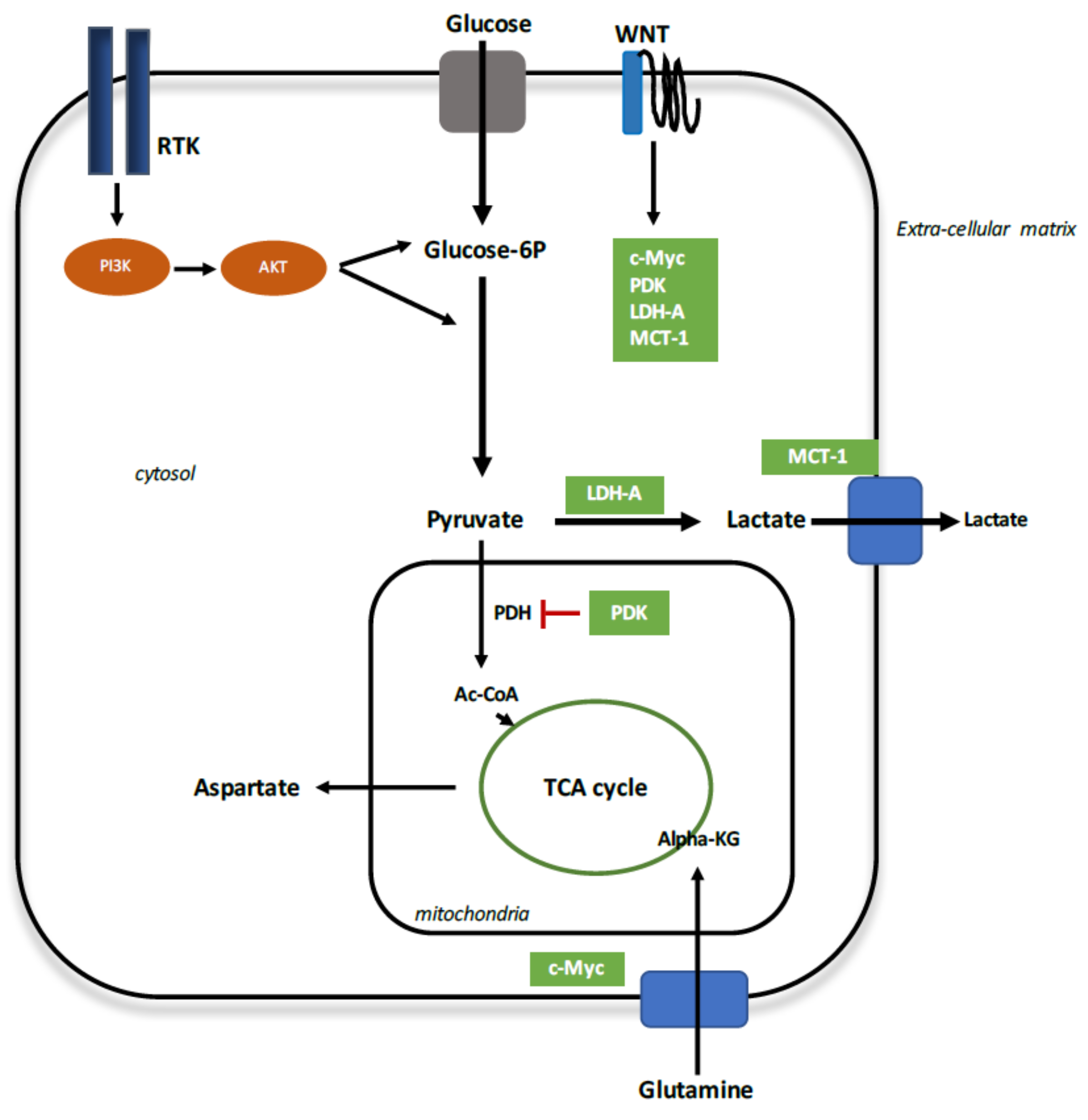 Ijms 19 01212 g002 Ijms 19 01212 g002