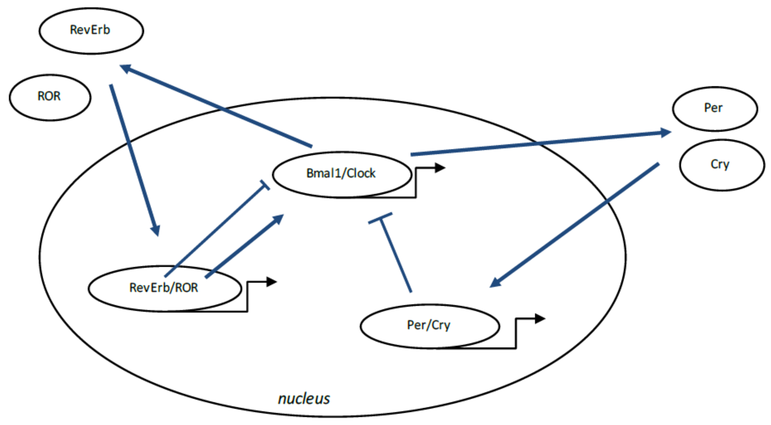 Ijms 19 01212 g003 Ijms 19 01212 g003