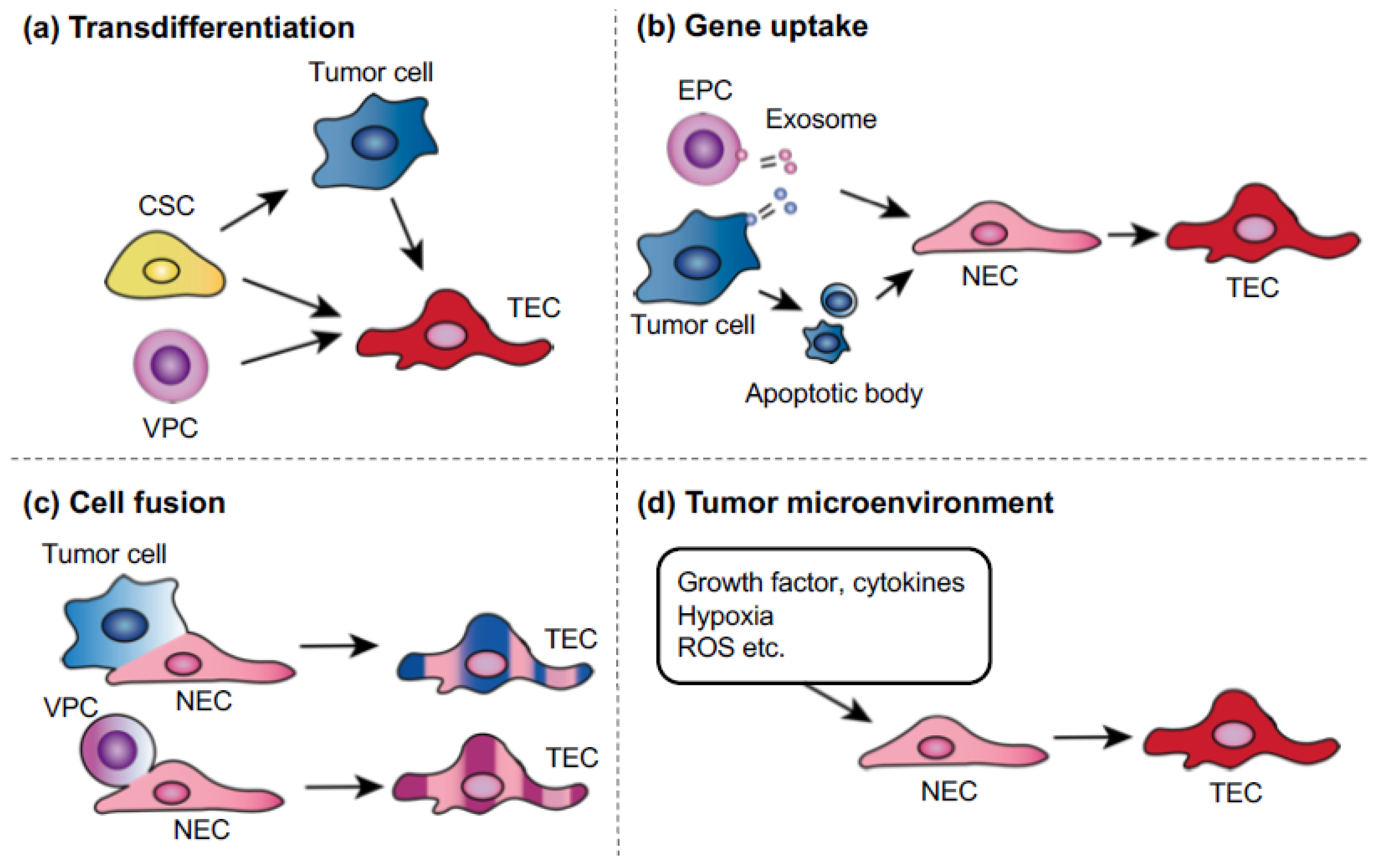 Ijms 19 01272 g003 Ijms 19 01272 g003