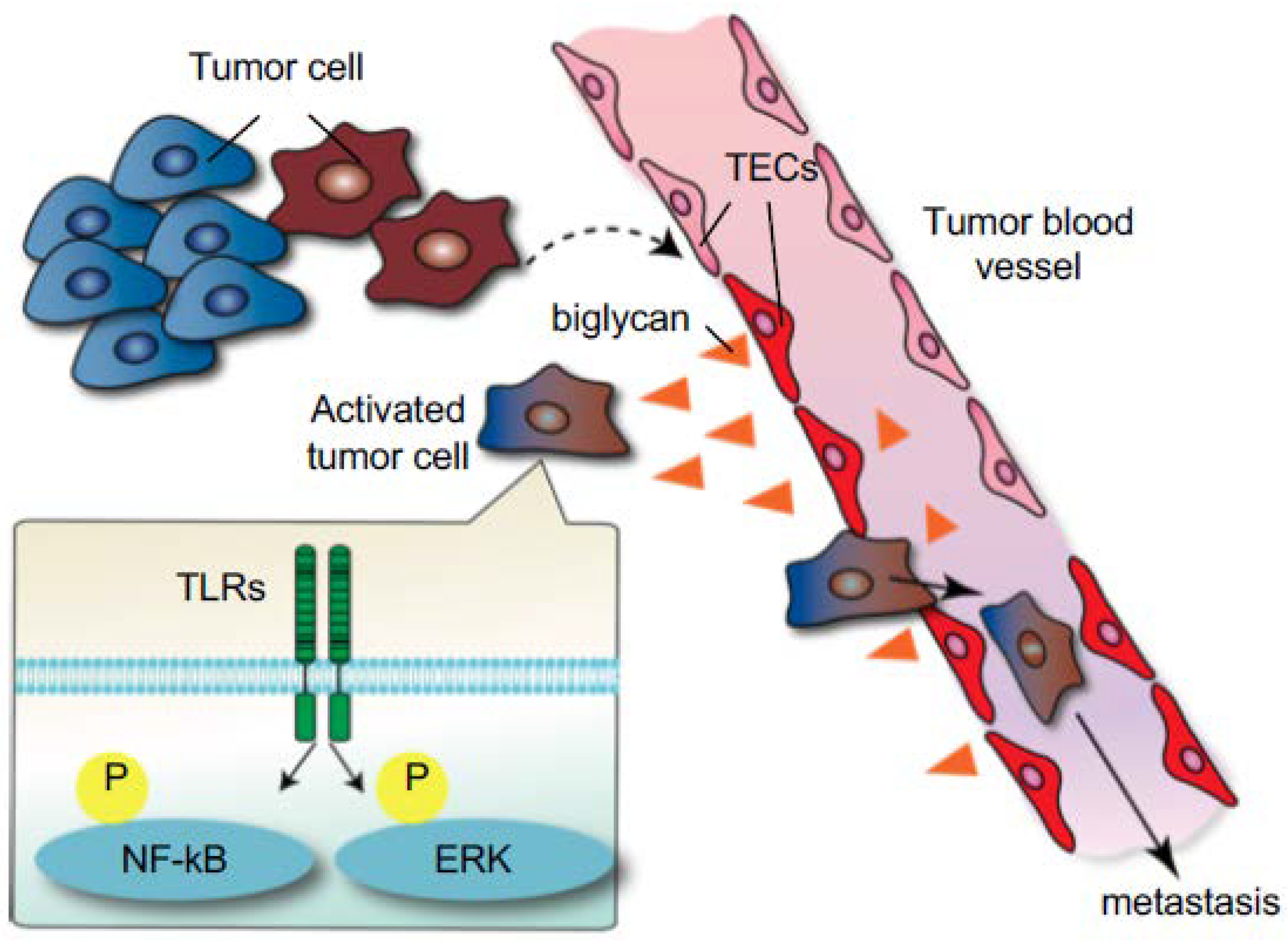 Ijms 19 01272 g004 Ijms 19 01272 g004