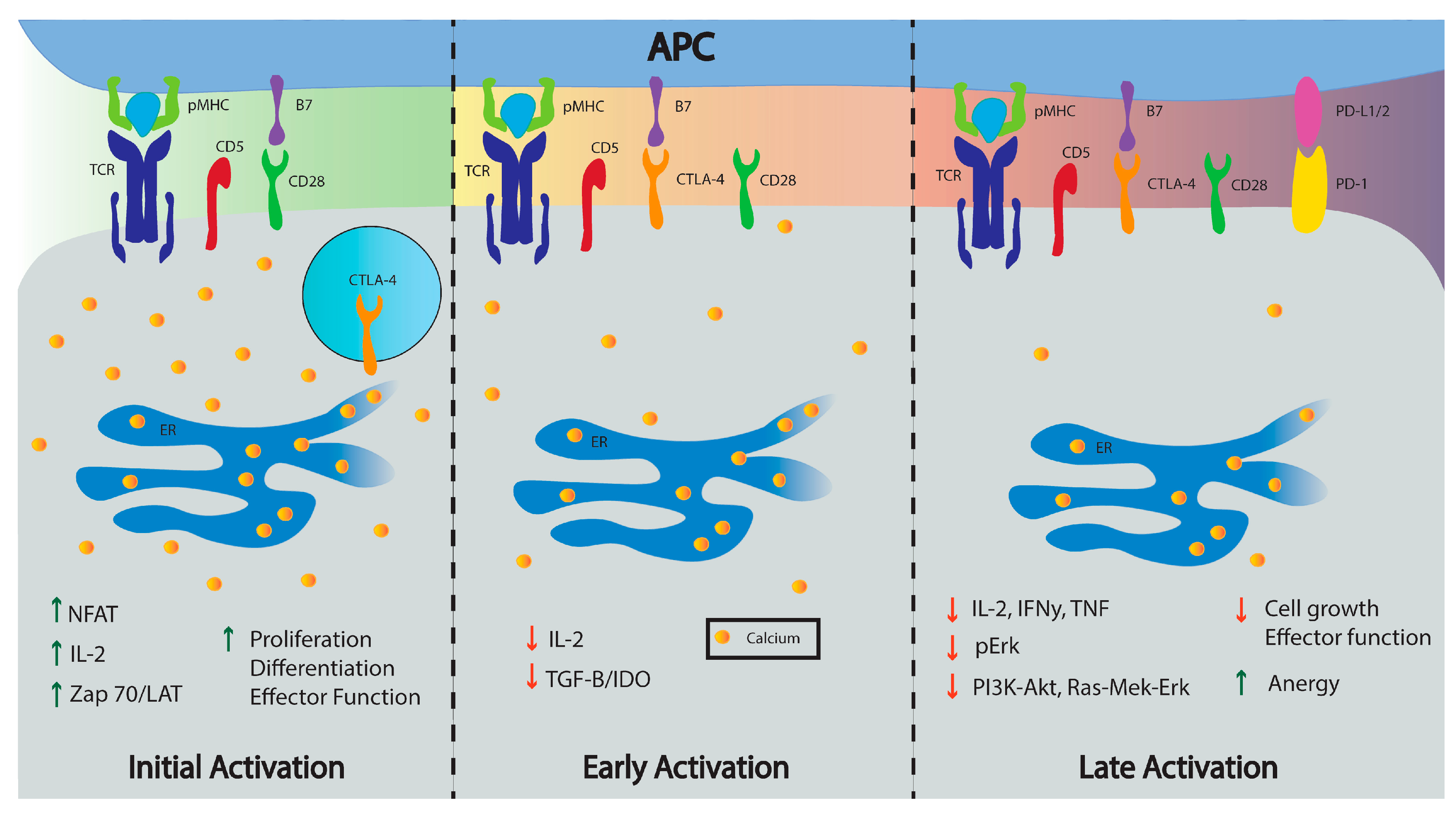 Ijms 19 01295 g002 Ijms 19 01295 g002