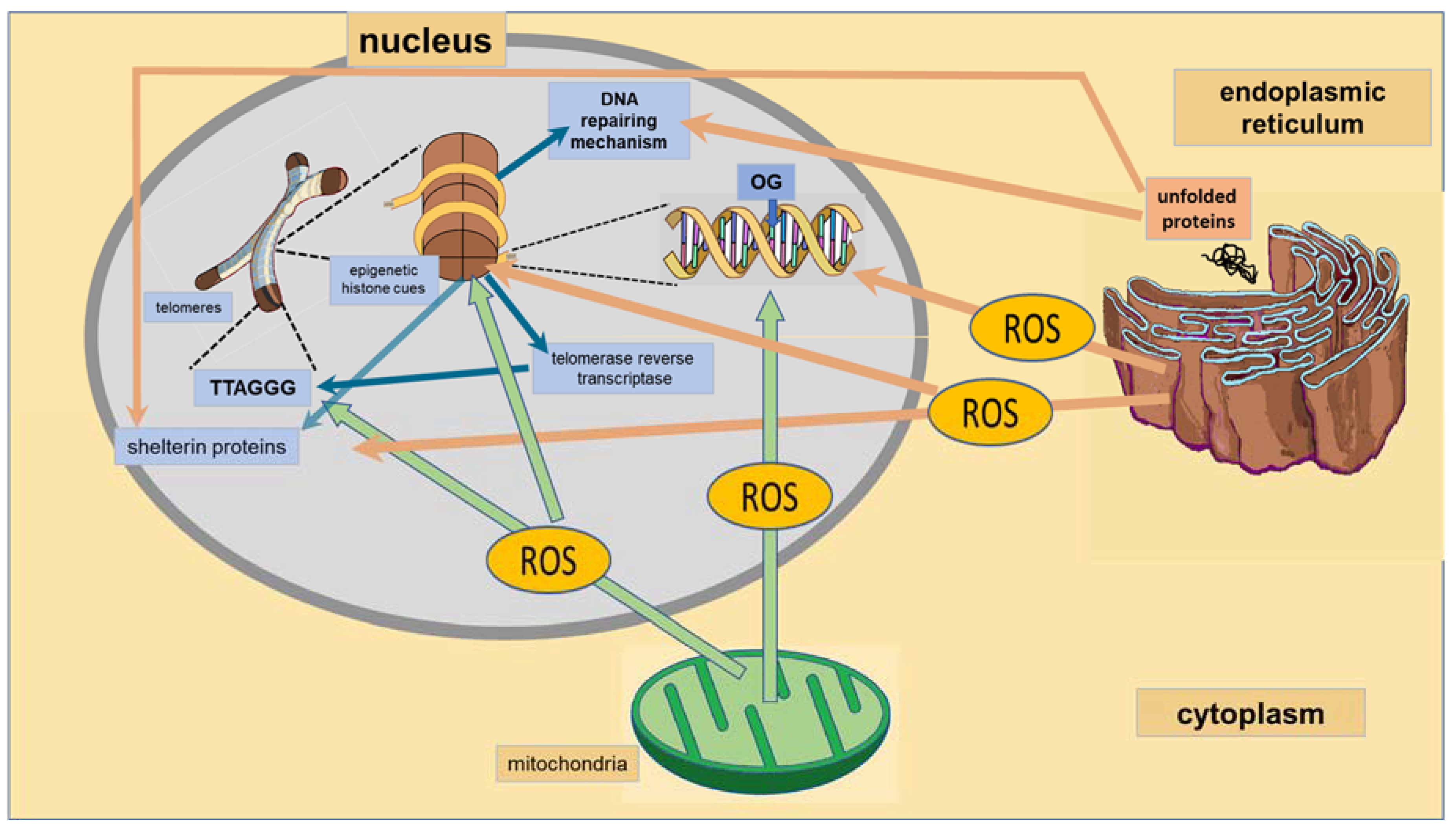 Ijms 19 01456 g003 Ijms 19 01456 g003