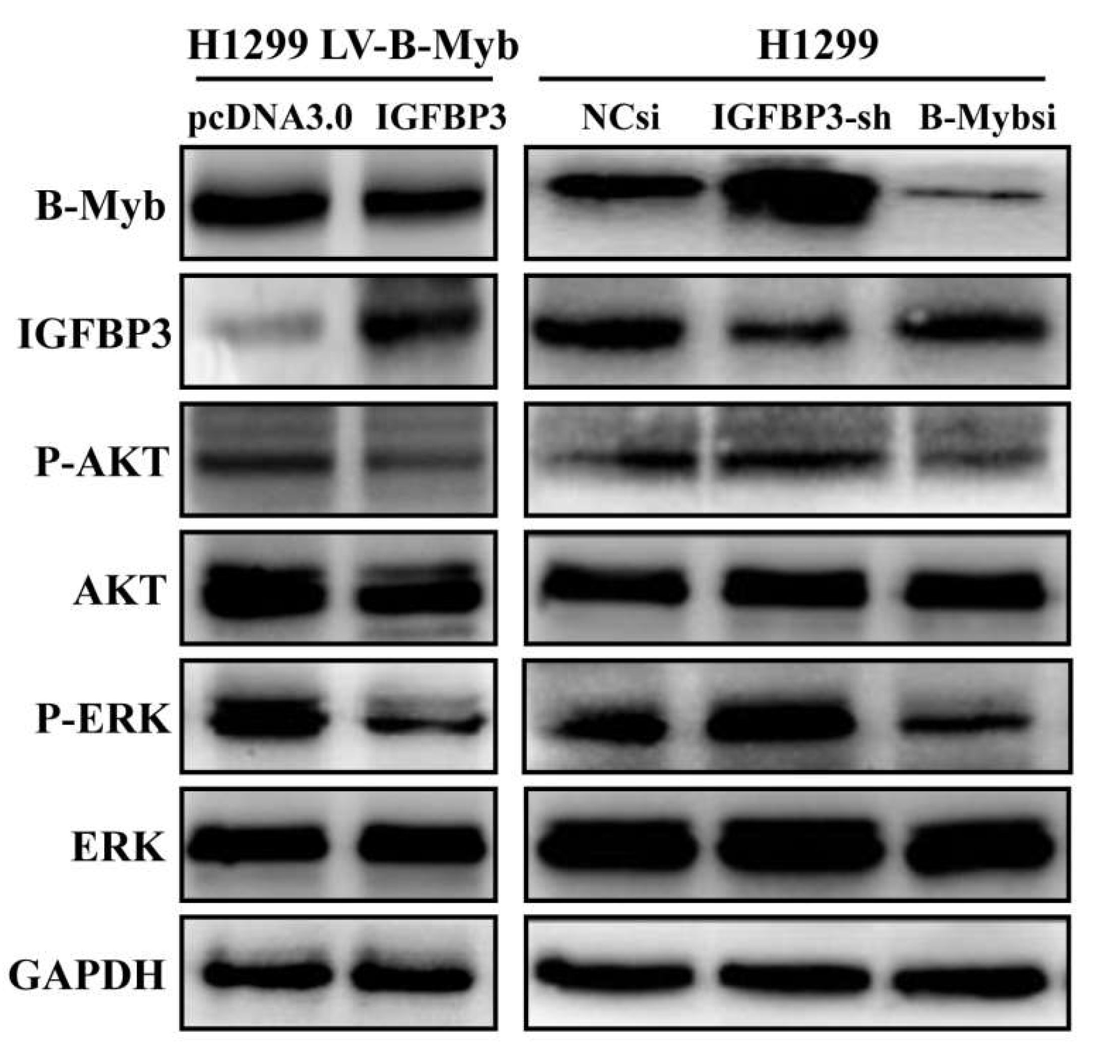 Ijms 19 01479 g008 Ijms 19 01479 g008