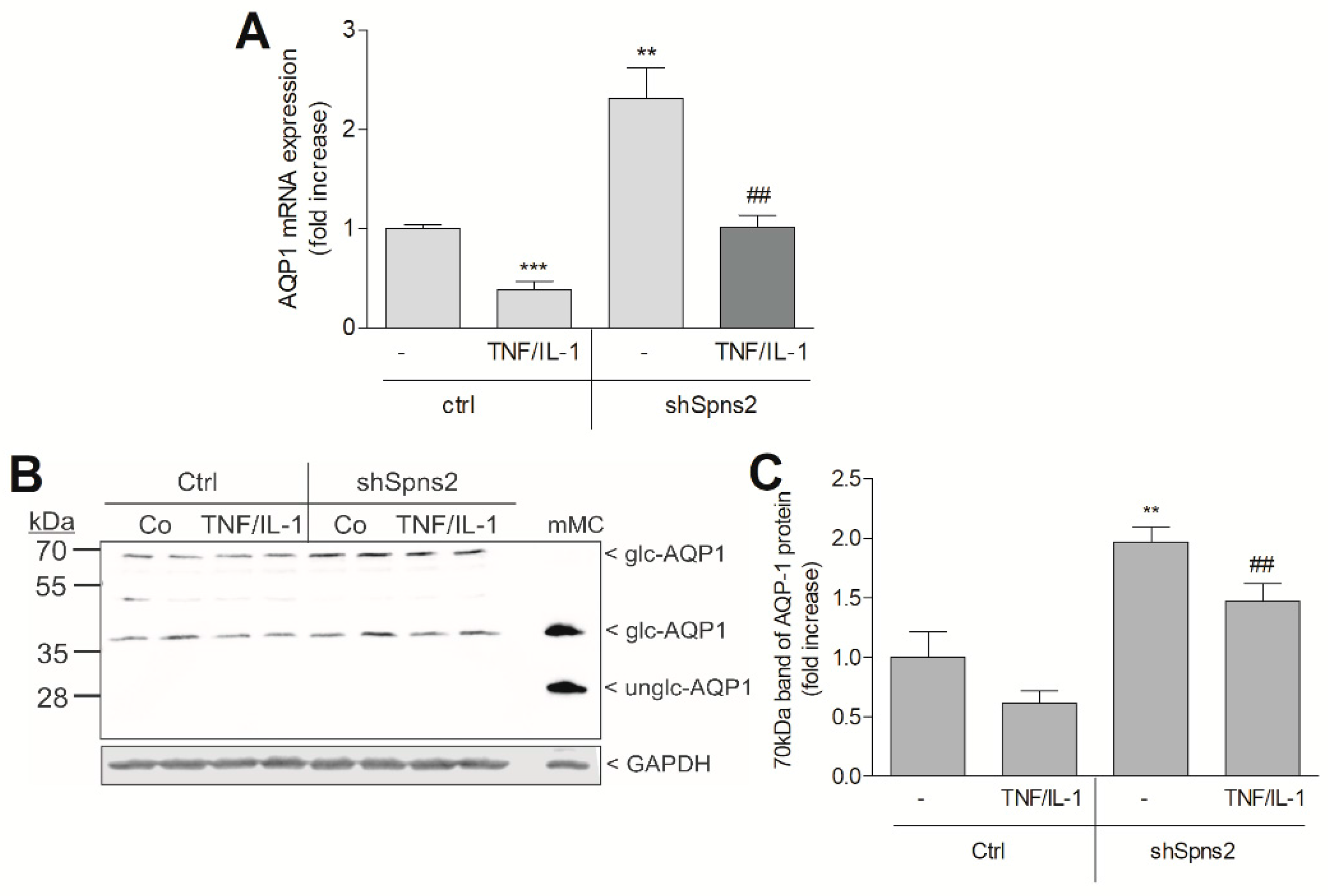 Ijms 19 01498 g009 Ijms 19 01498 g009