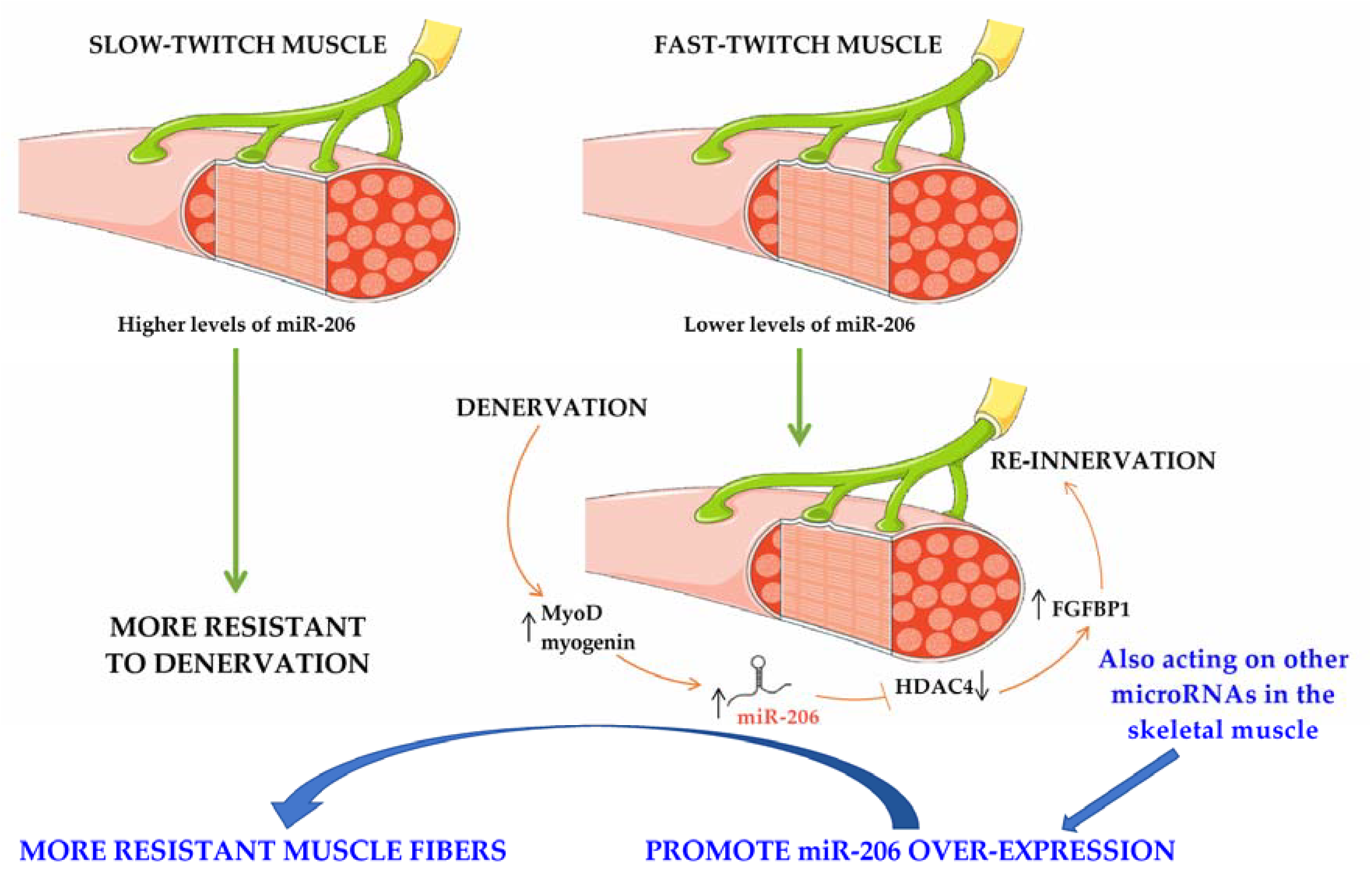 Ijms 19 01534 g001 Ijms 19 01534 g001