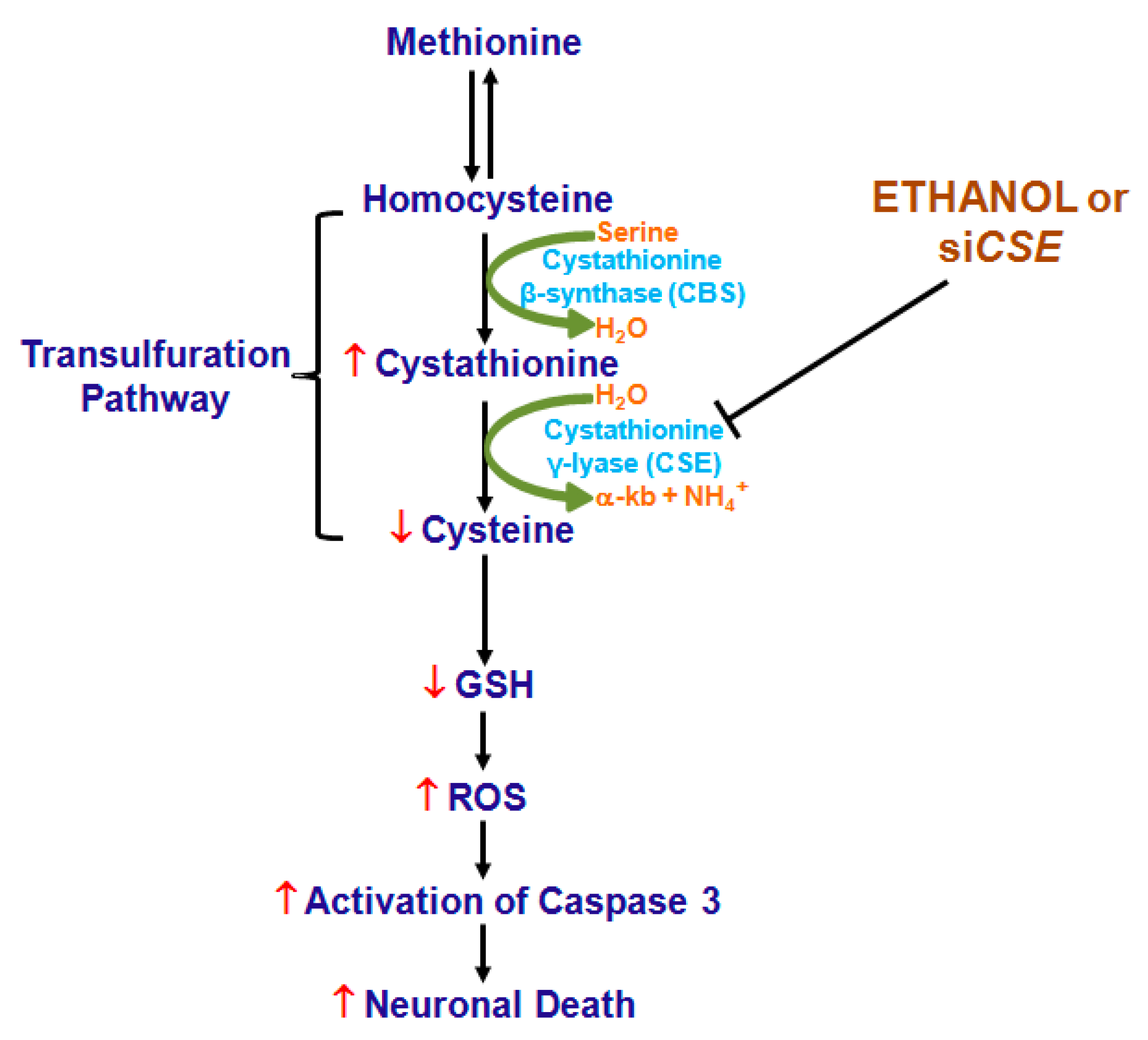 Ijms 19 01537 g007 Ijms 19 01537 g007