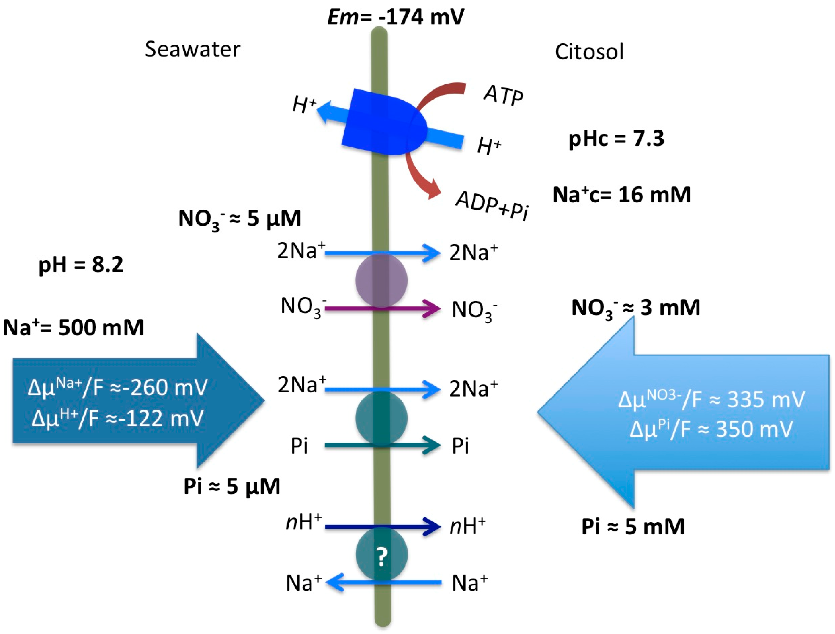 Ijms 19 01570 g005 Ijms 19 01570 g005